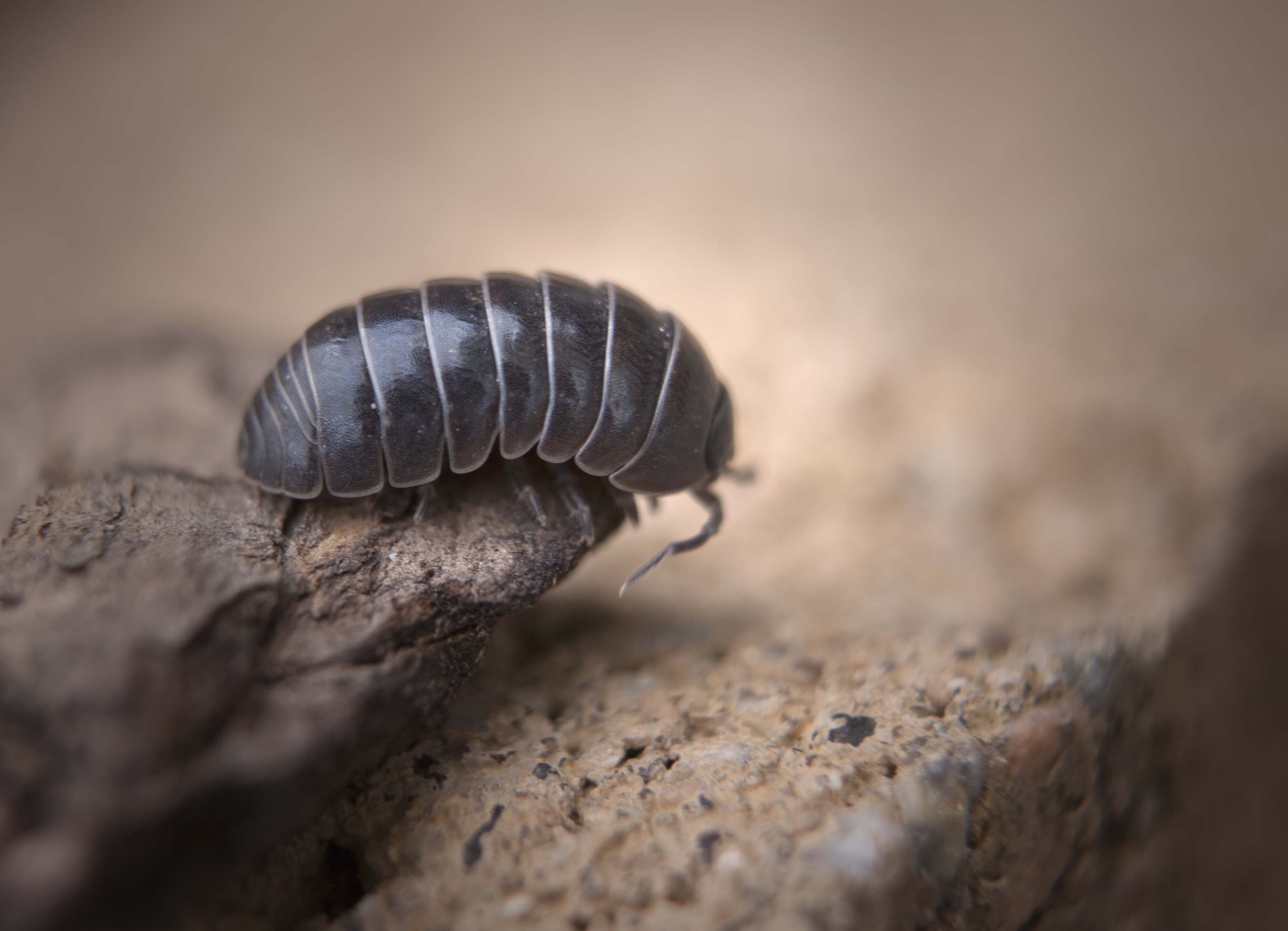 Potato Bug Or Roly Poly