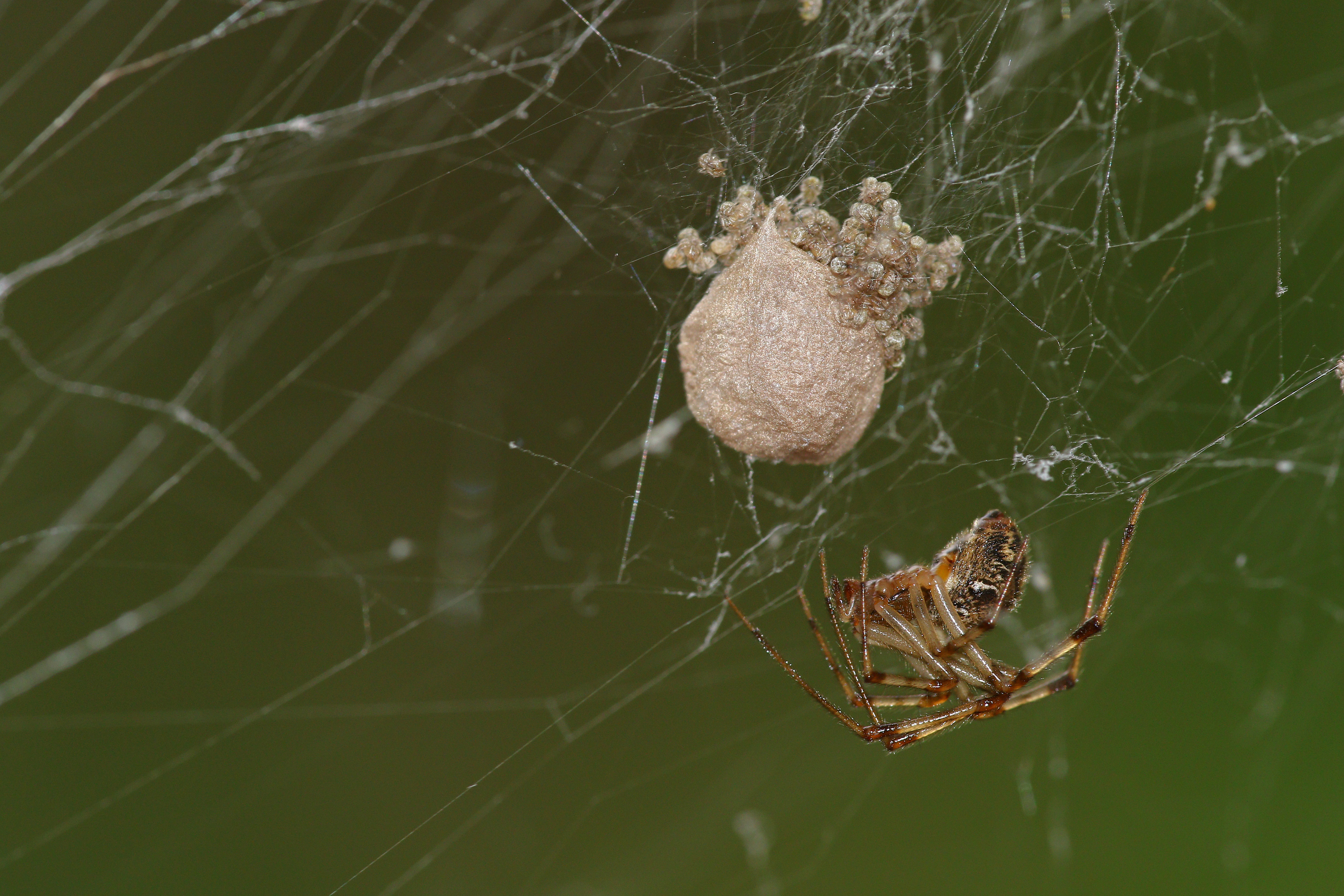 Common House Spider (+babies)