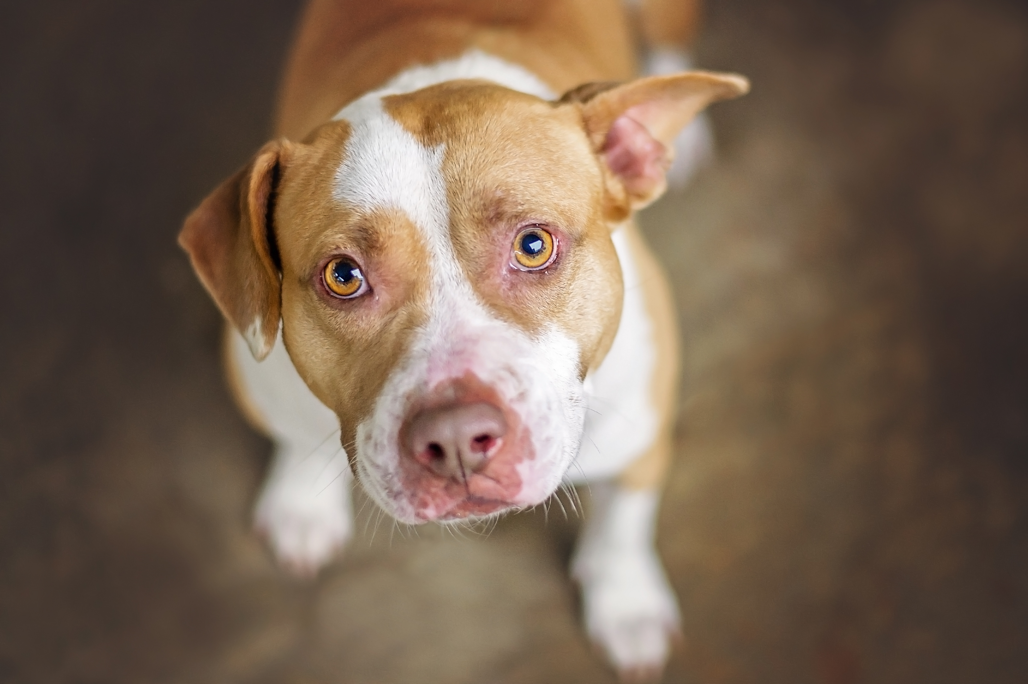 why do pit bulls have big heads