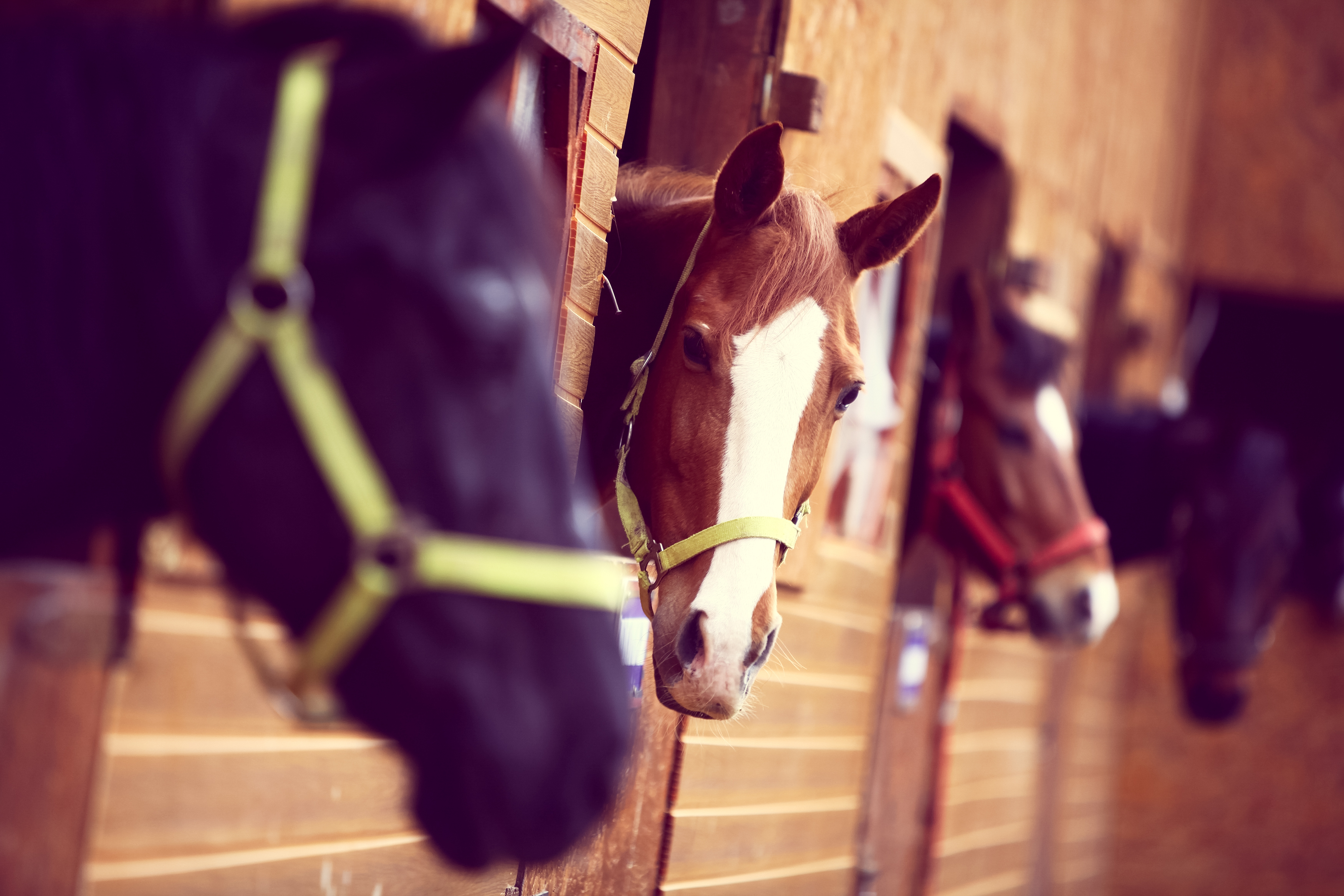 How to Collect Horse Semen Animals - mom.me