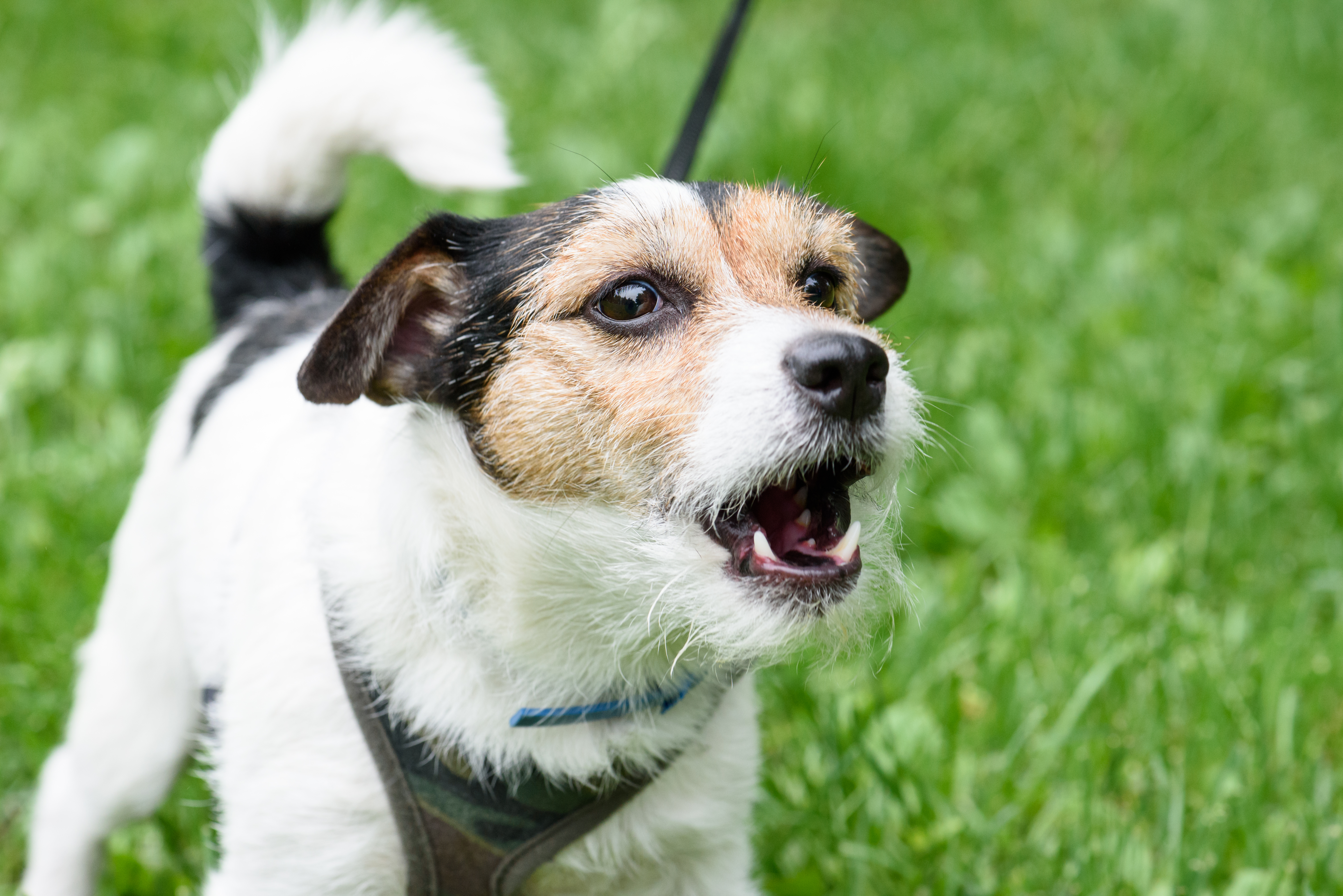 How to teach my clearance dog to bark on command