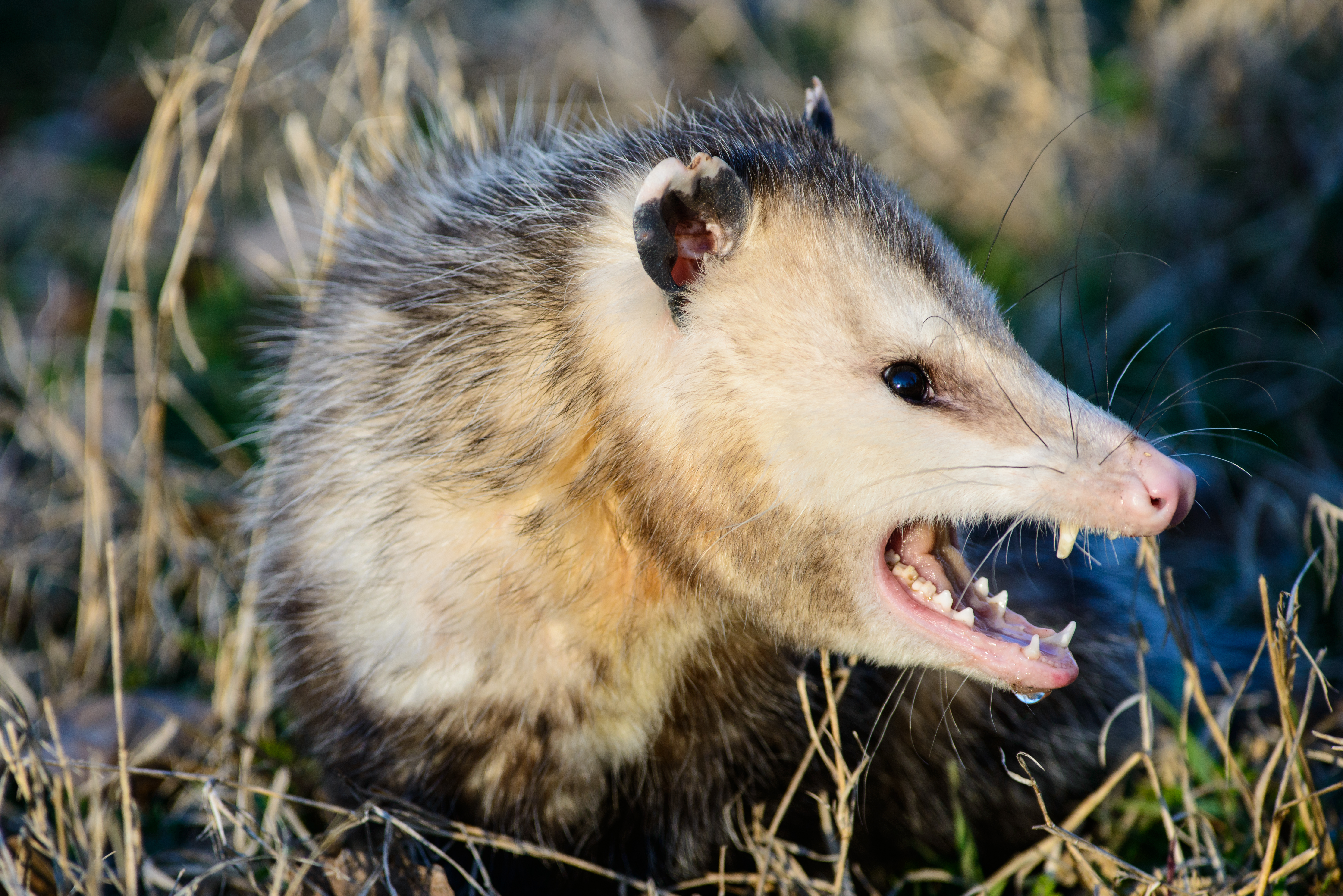 can possums eat dog food