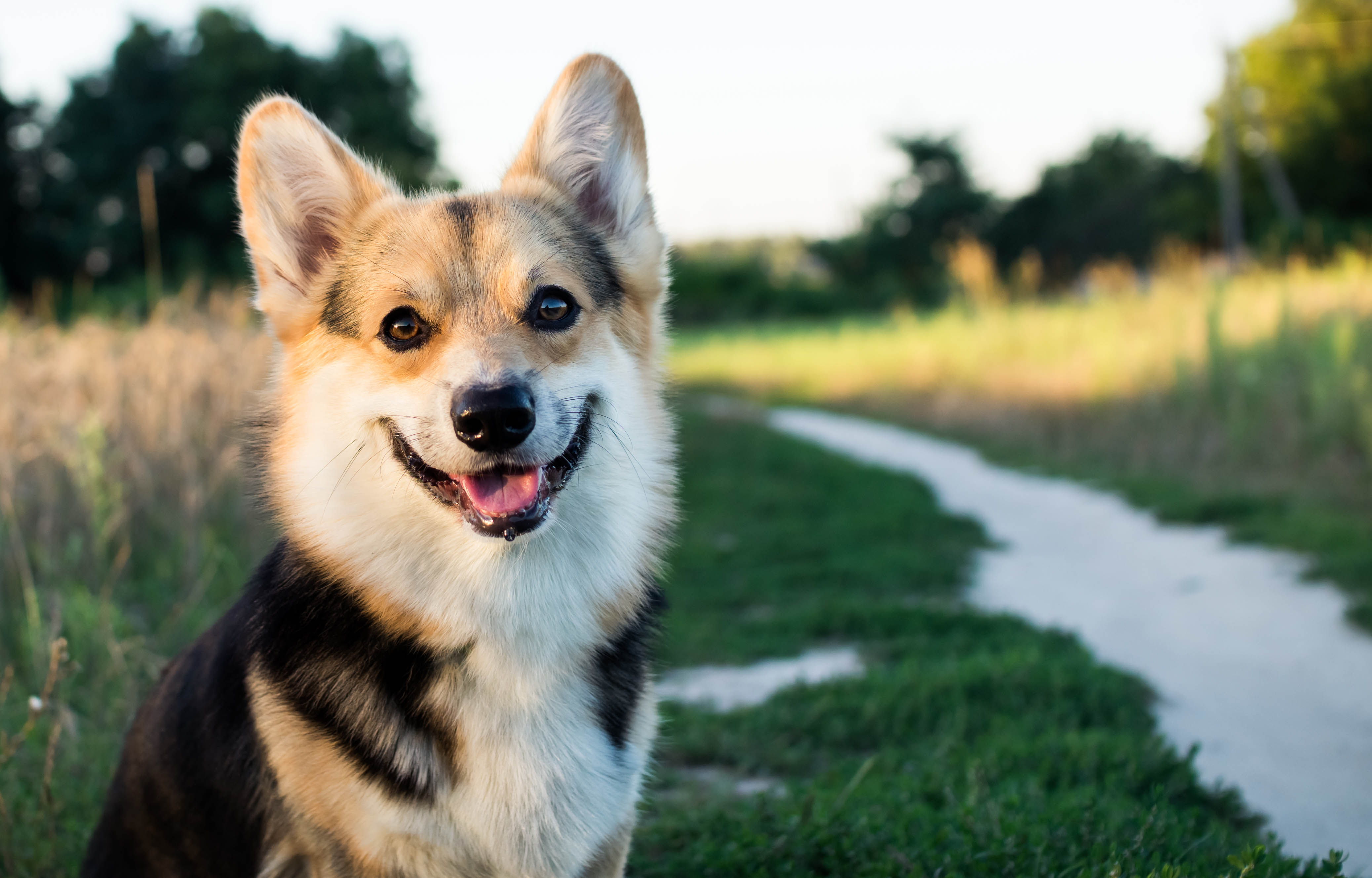 How Can I Treat My Dogs Dry Ears