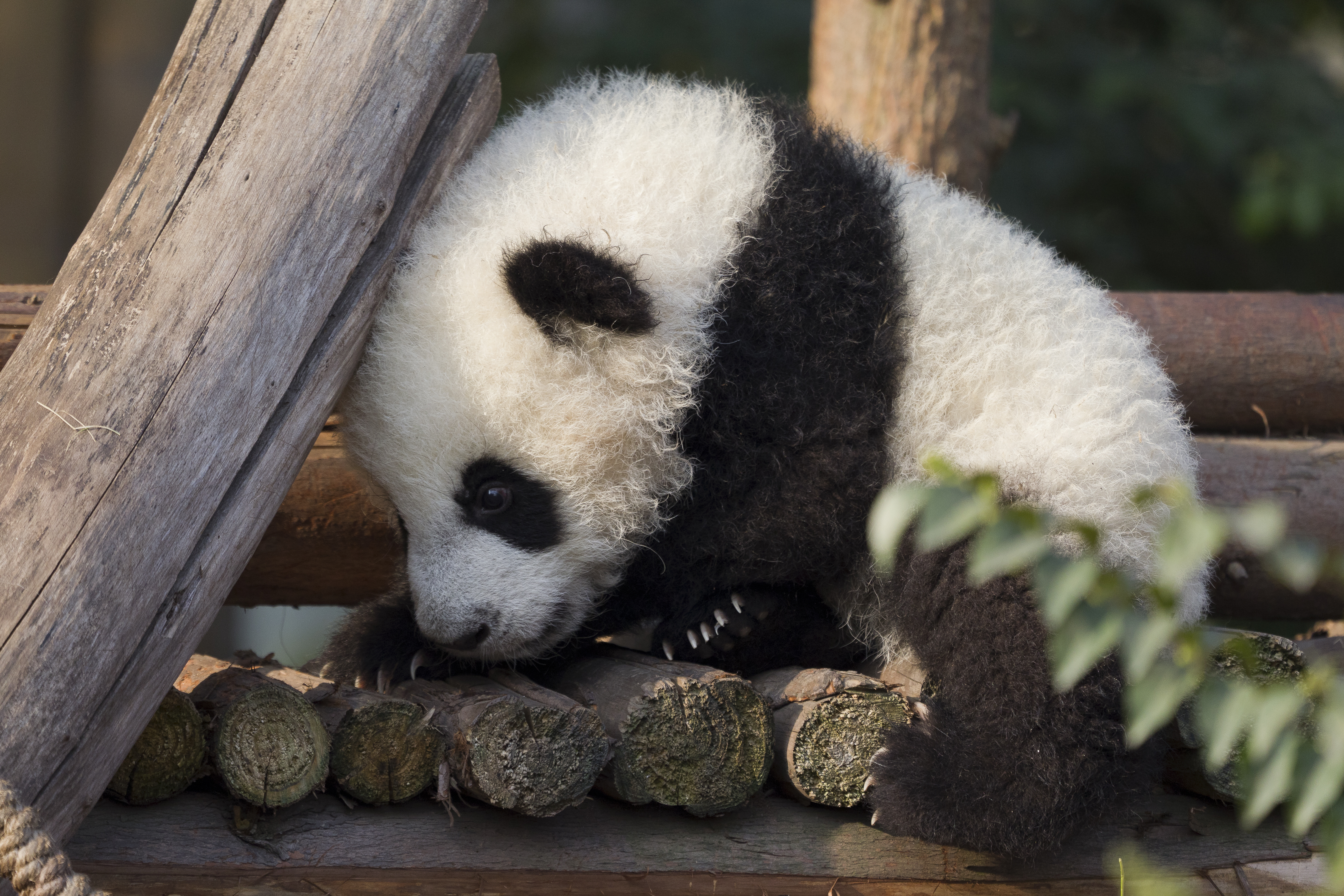 newborn panda