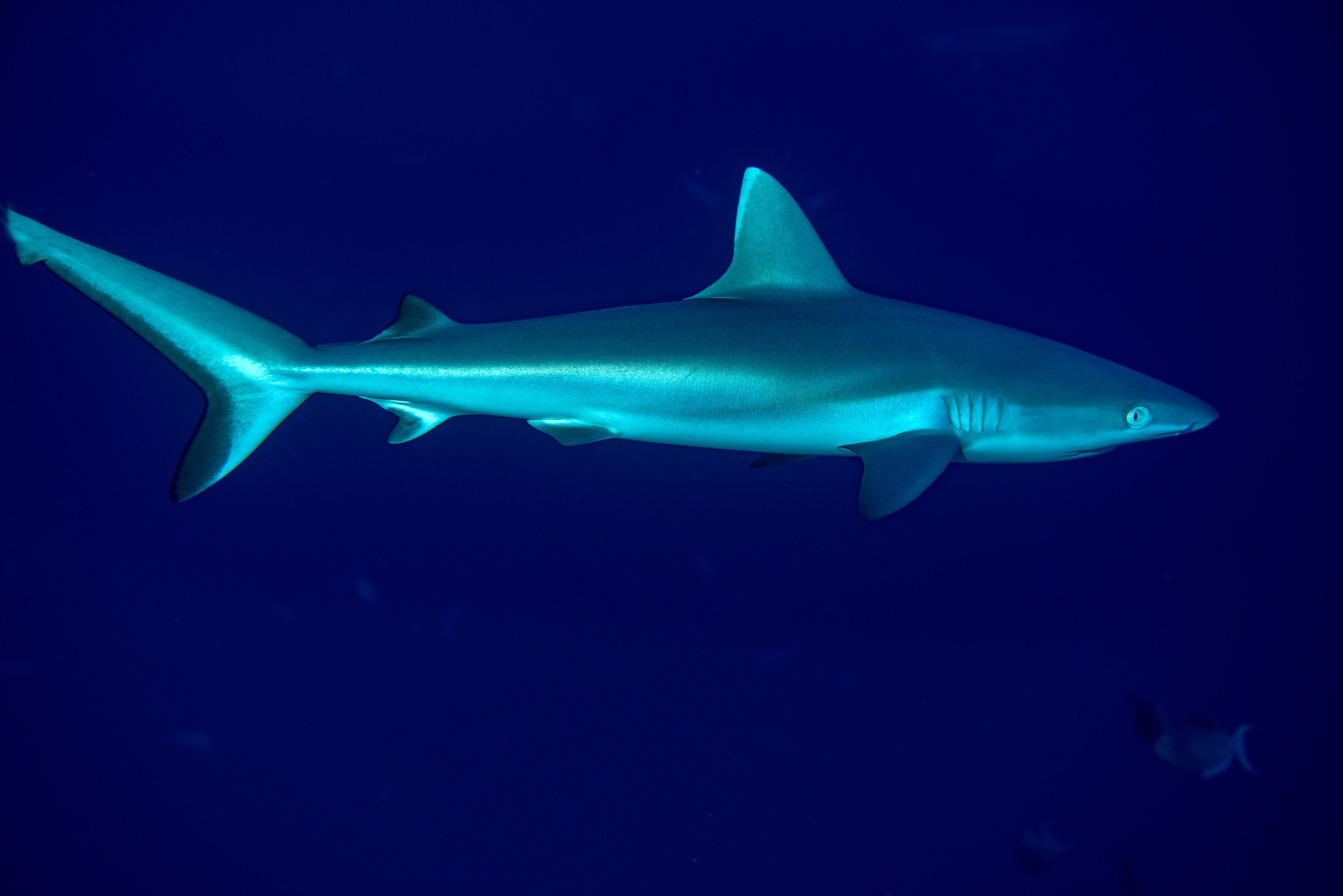 baby sharks