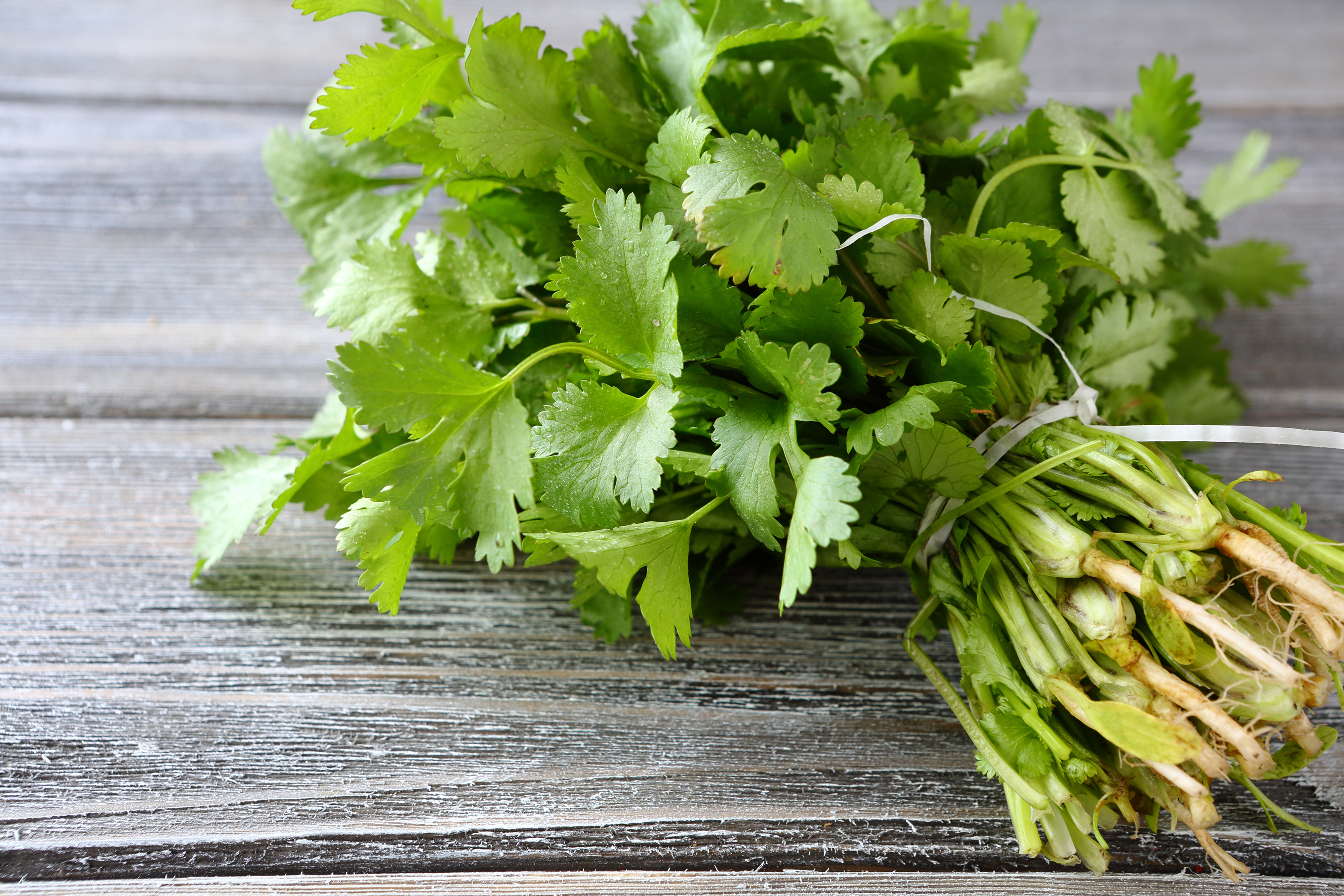 What Does Cilantro Do For The Body Healthy Eating Sf Gate