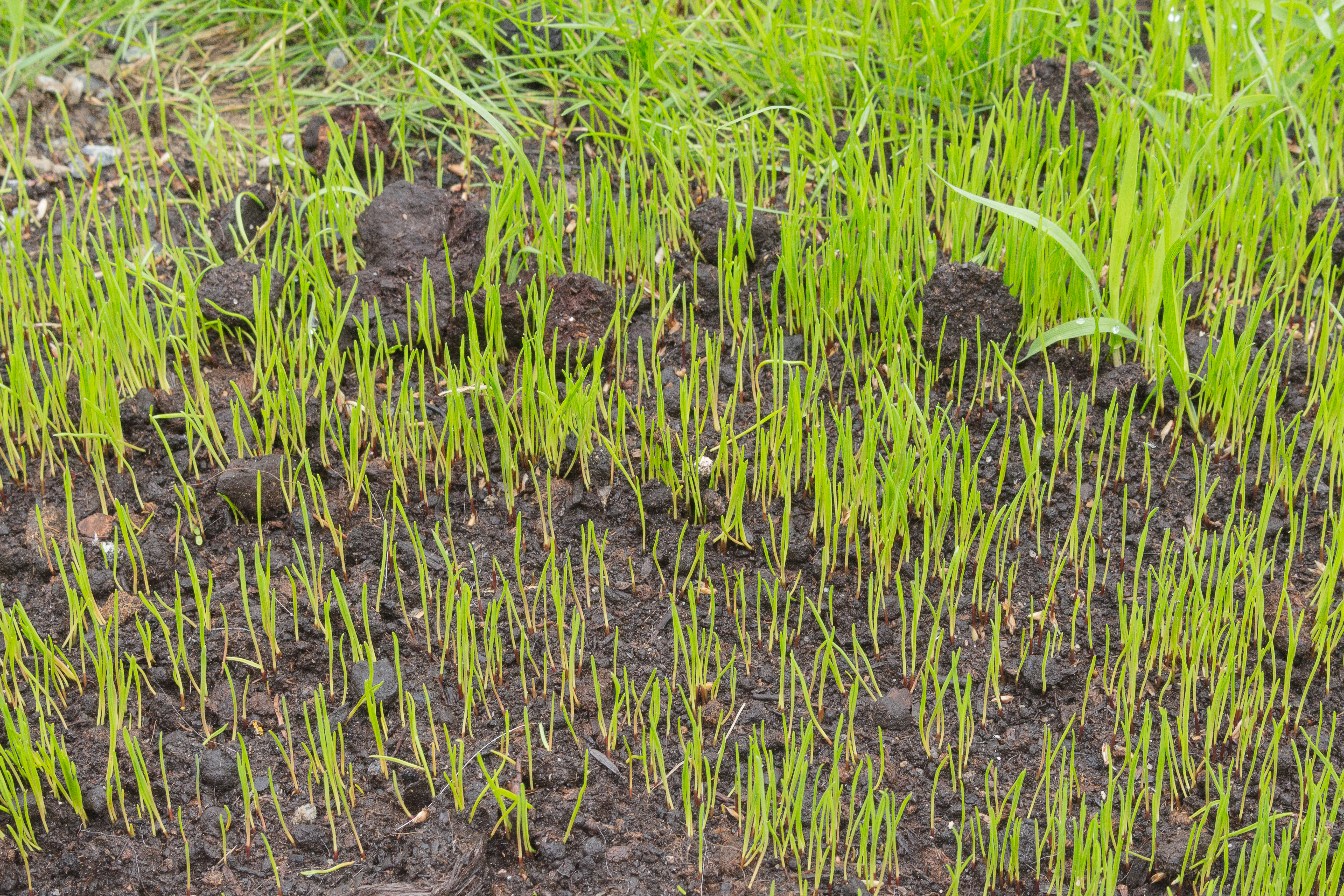 How To Protect Grass Seedlings With Peat Moss