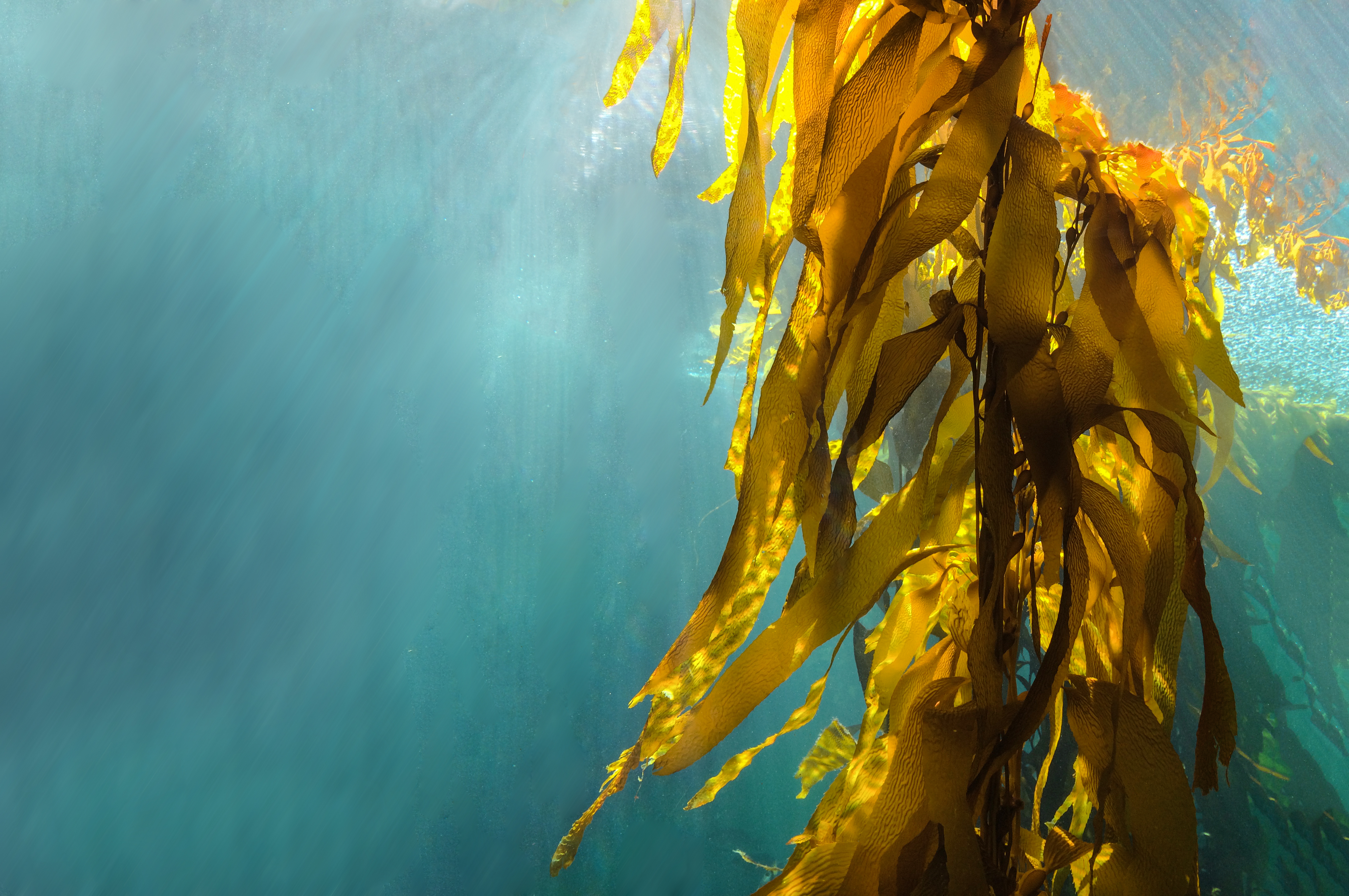 where does seaweed come from