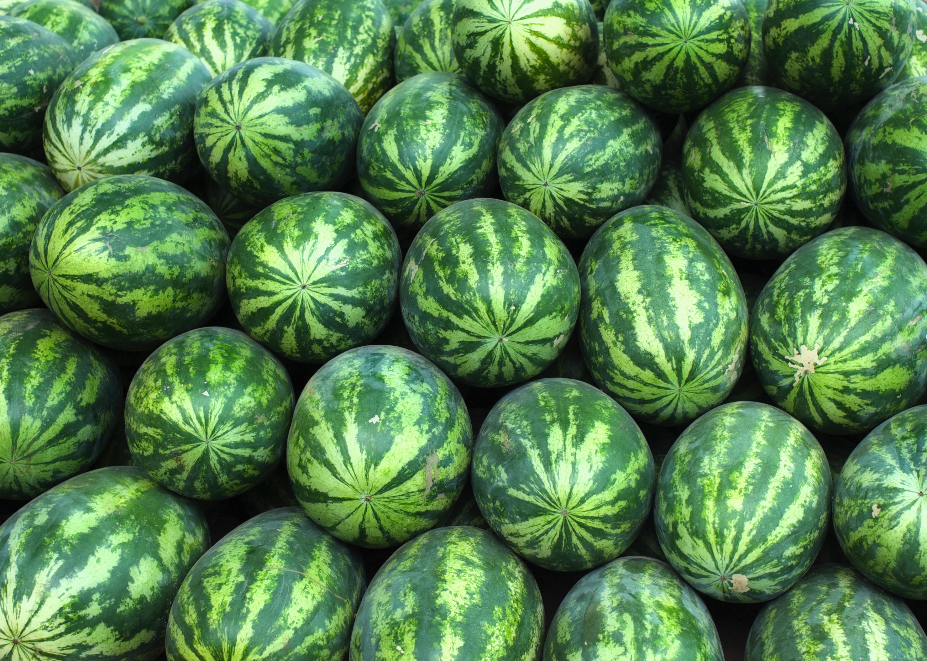 How Long Does It Take Watermelon To Germinate But My Watermelon How Long Does It Take Watermelon To Germinate But My Watermelon