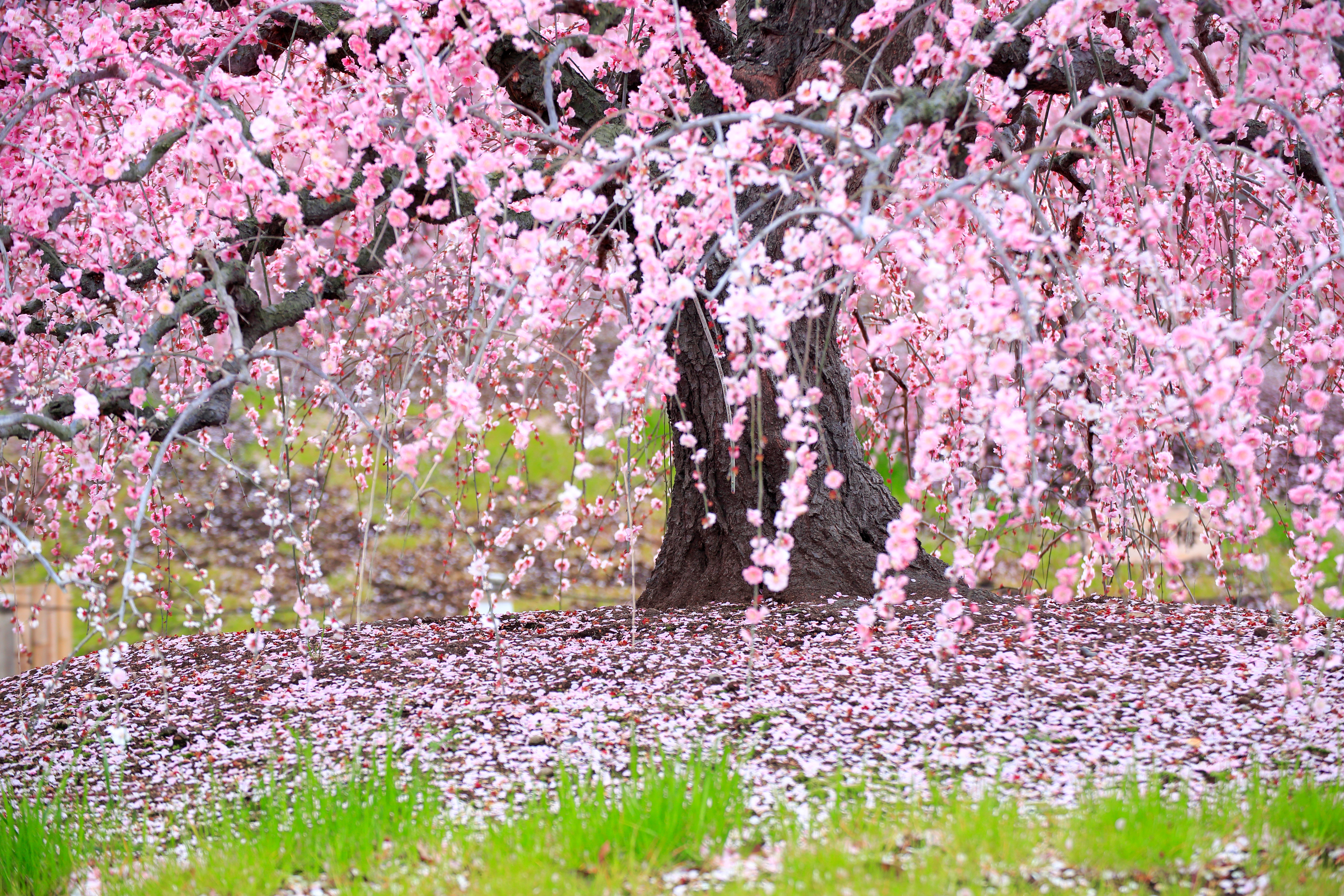 Cherry Trees Insects That Cause Leaf Damage Home Guides