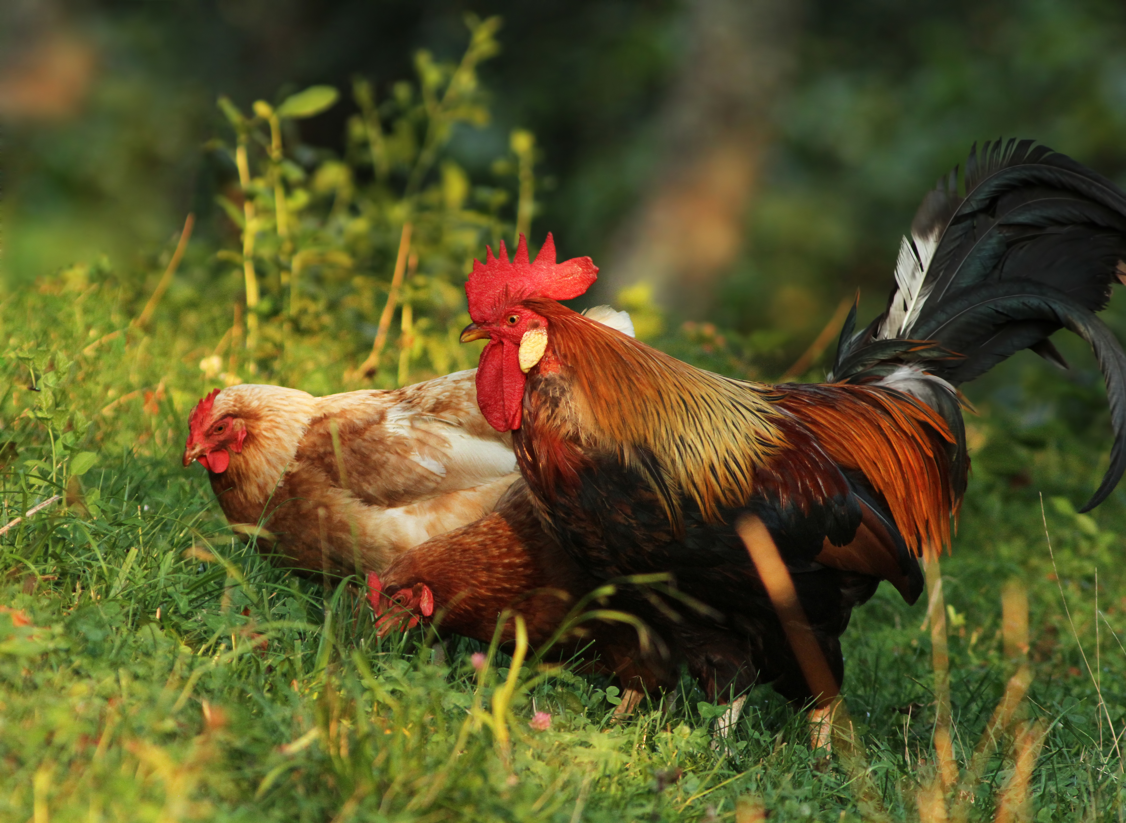 Types of Chickens With Feathered Legs