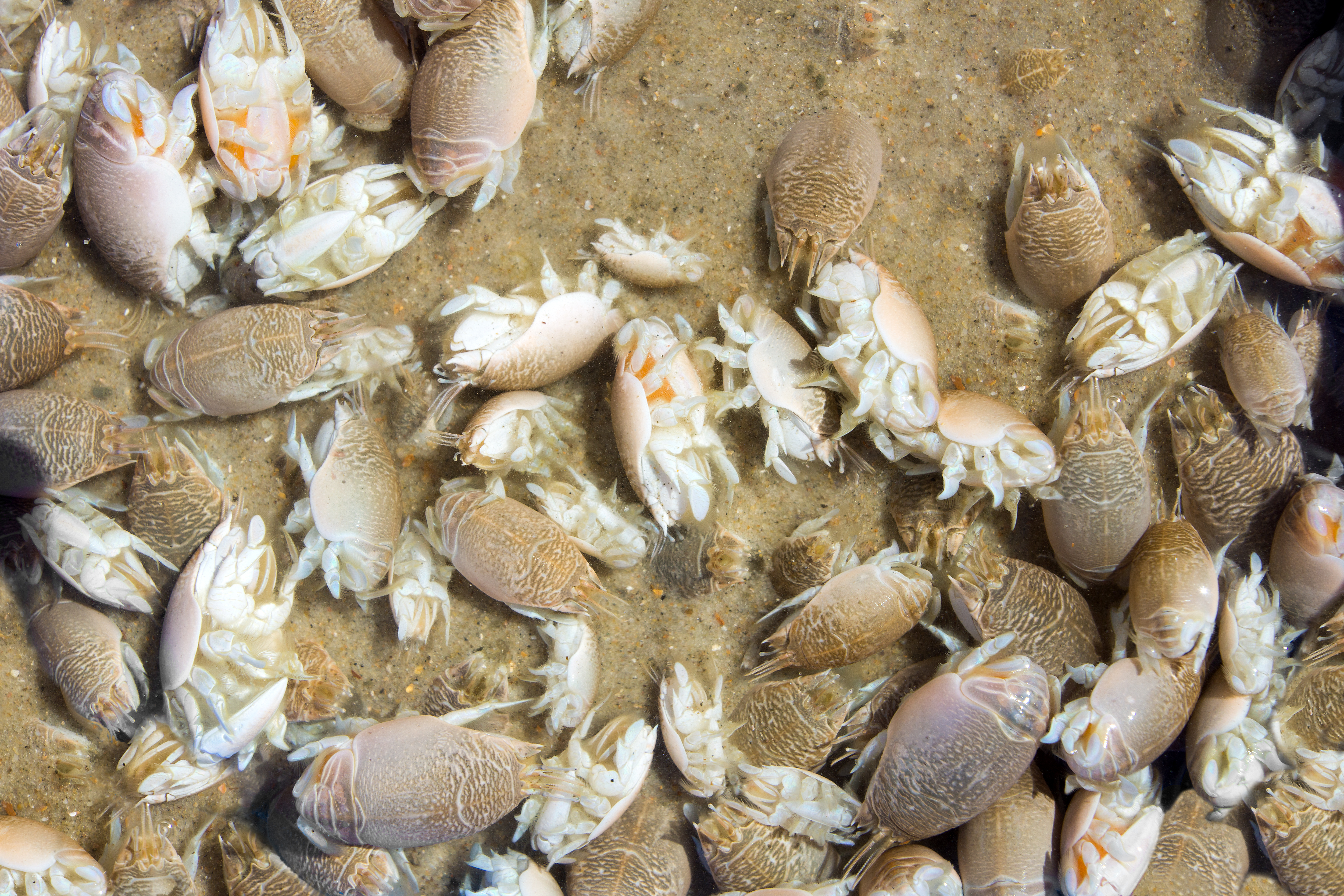 Sand fleas have ability to change color in order to match dramatically  different backgrounds