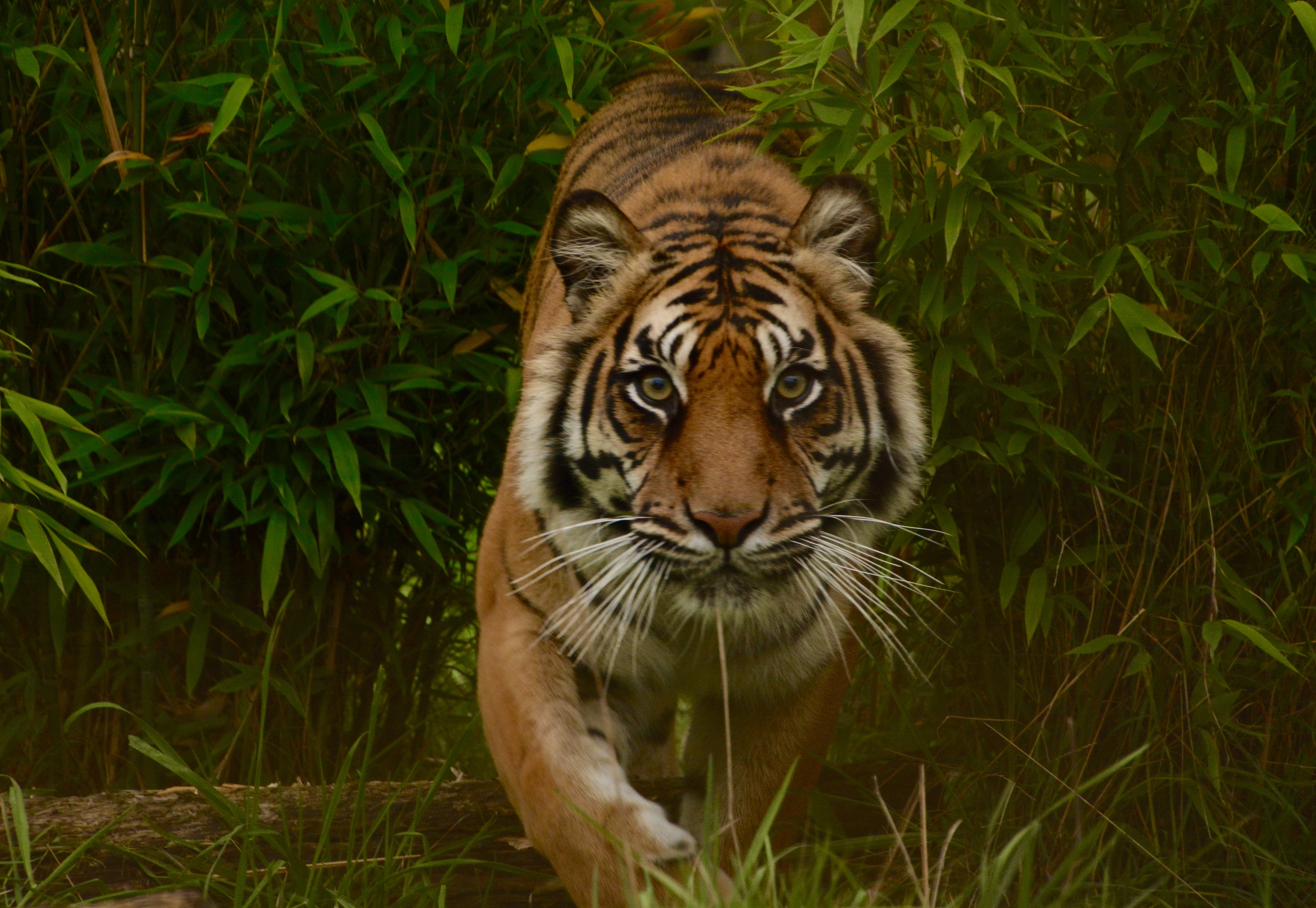 bengal tigers running