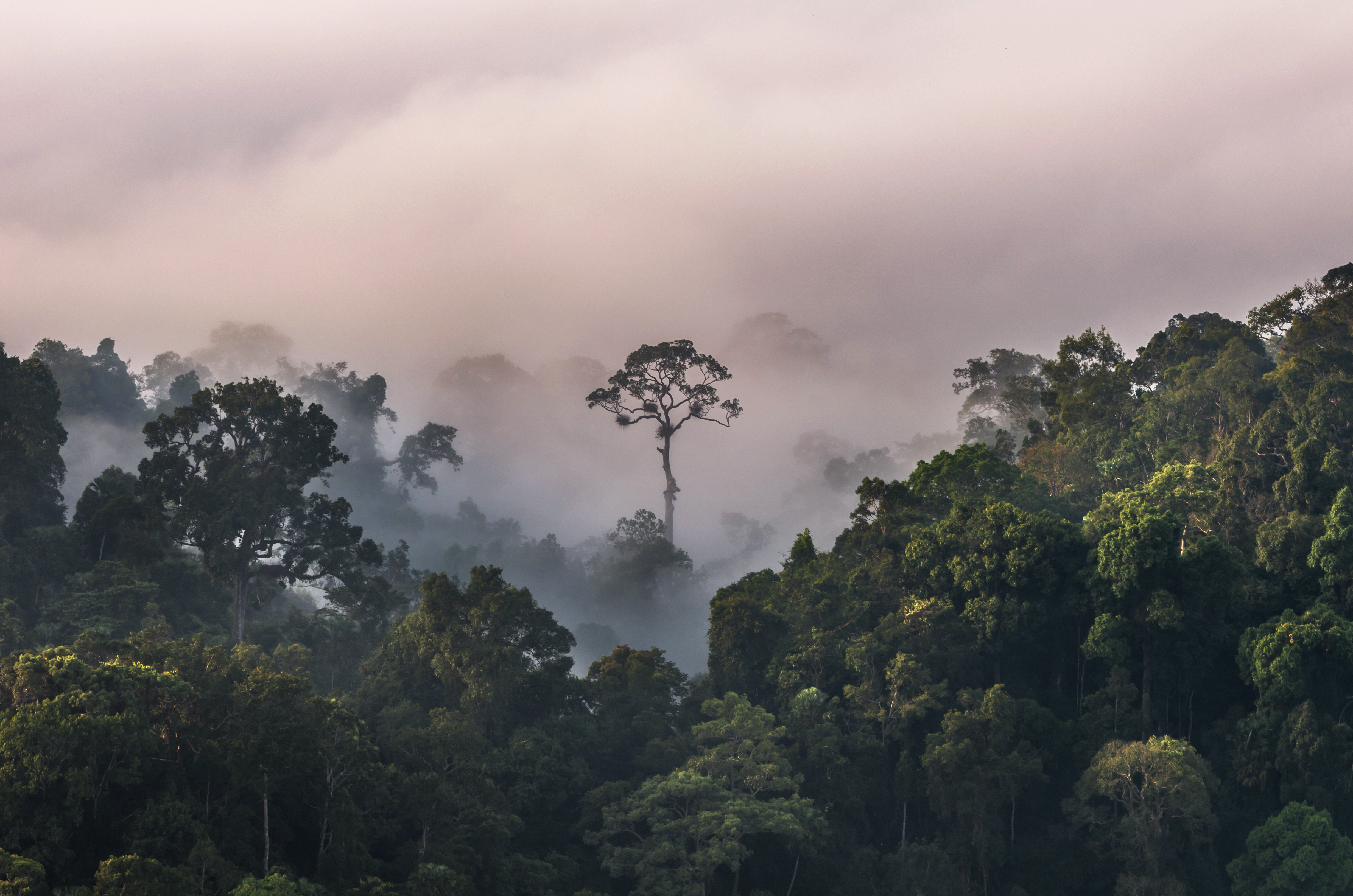 examples of ecosystems