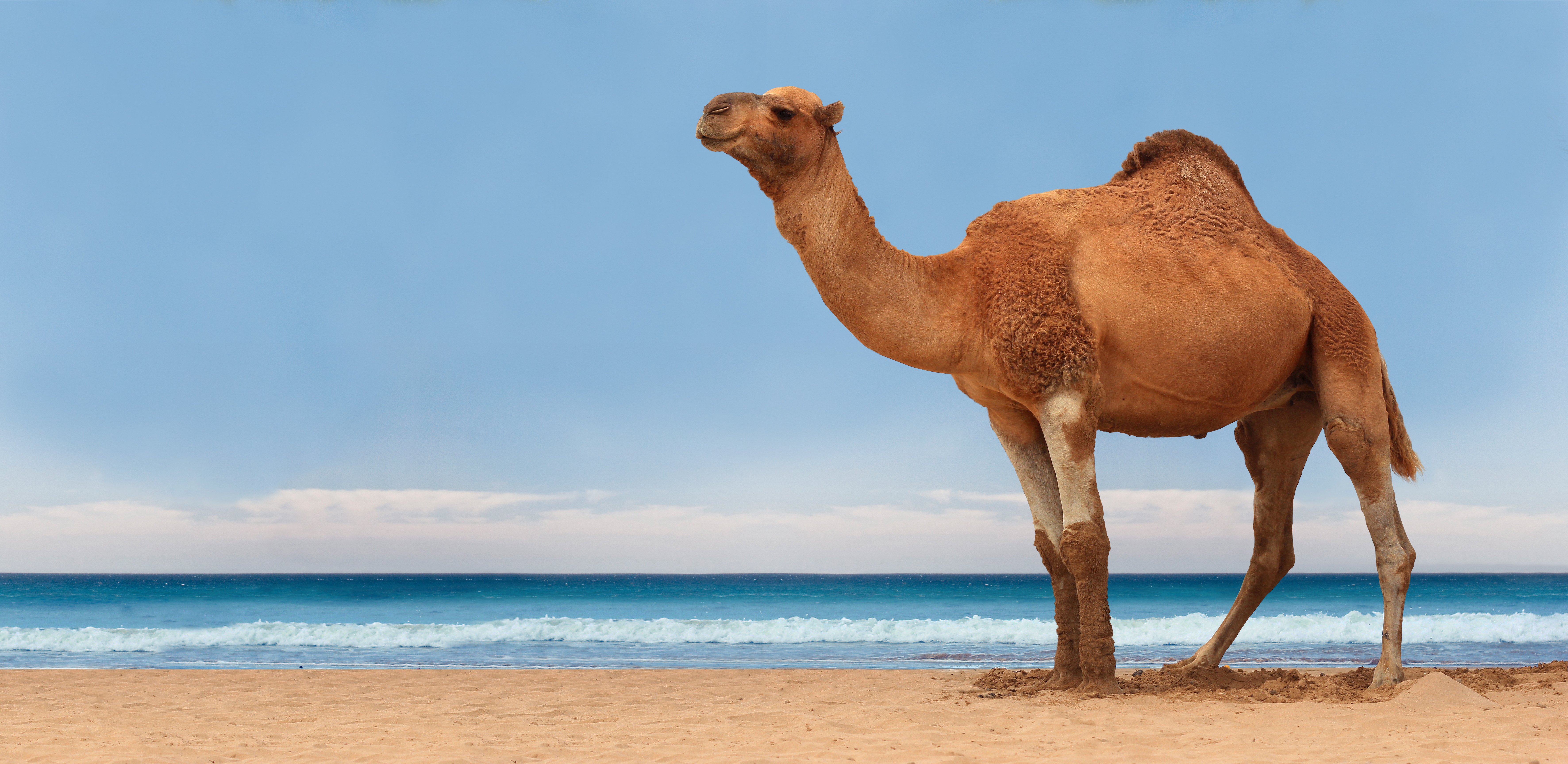 How Much Water Can a Camel Drink? 