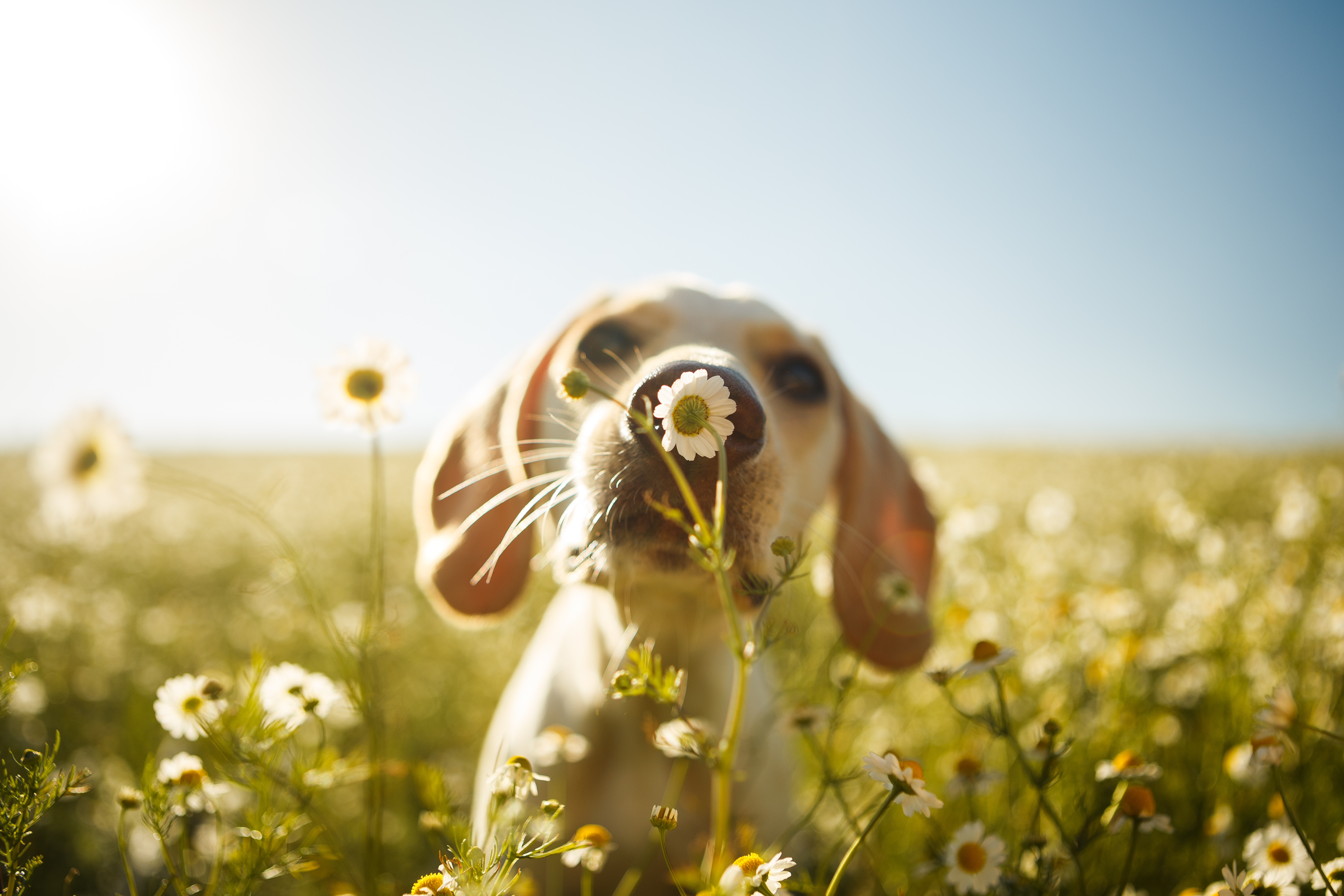 PLANTS AND ANIMALS