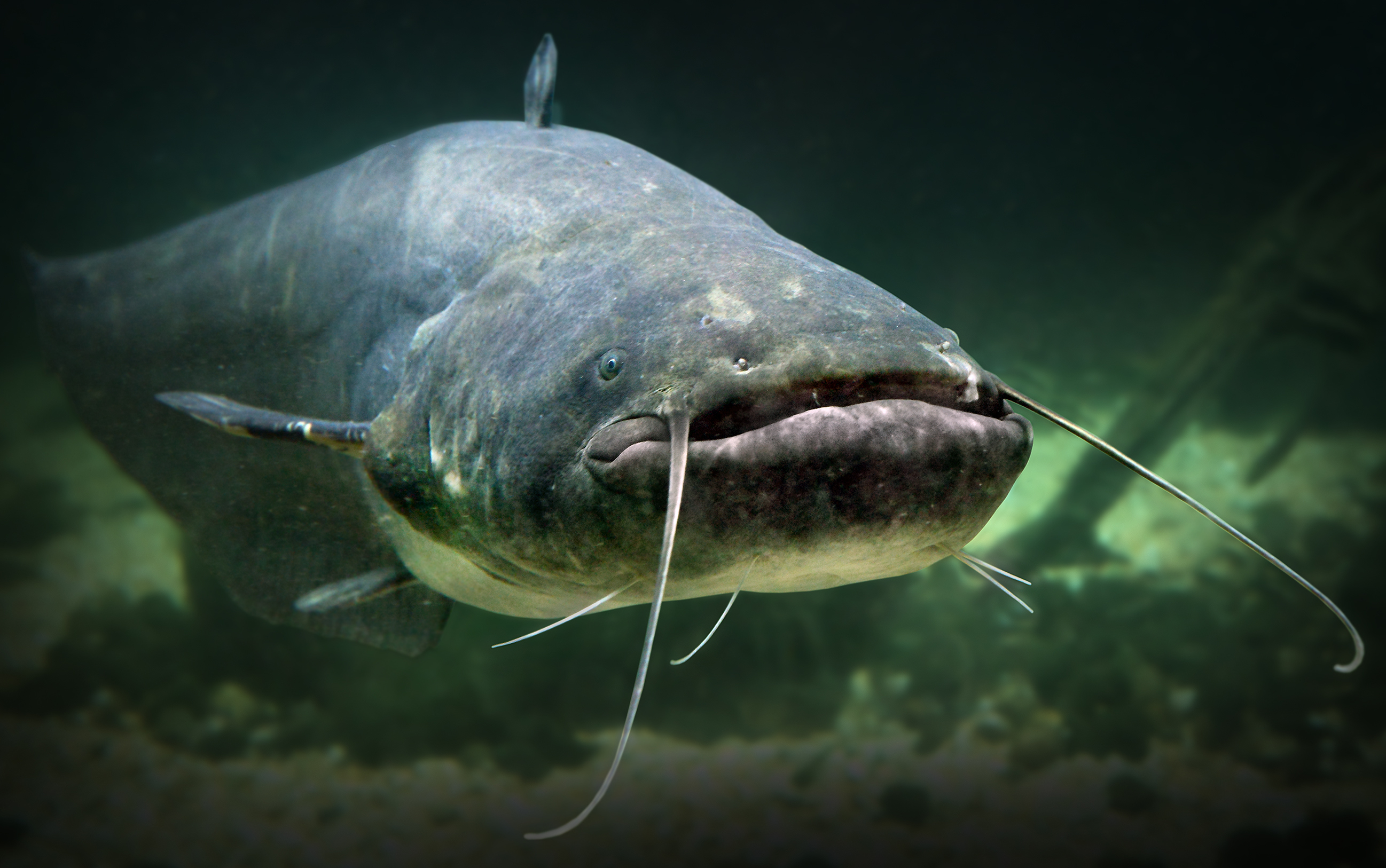 Running jugs (noodles) for catfish might be my favorite way of fishing :  r/Fishing