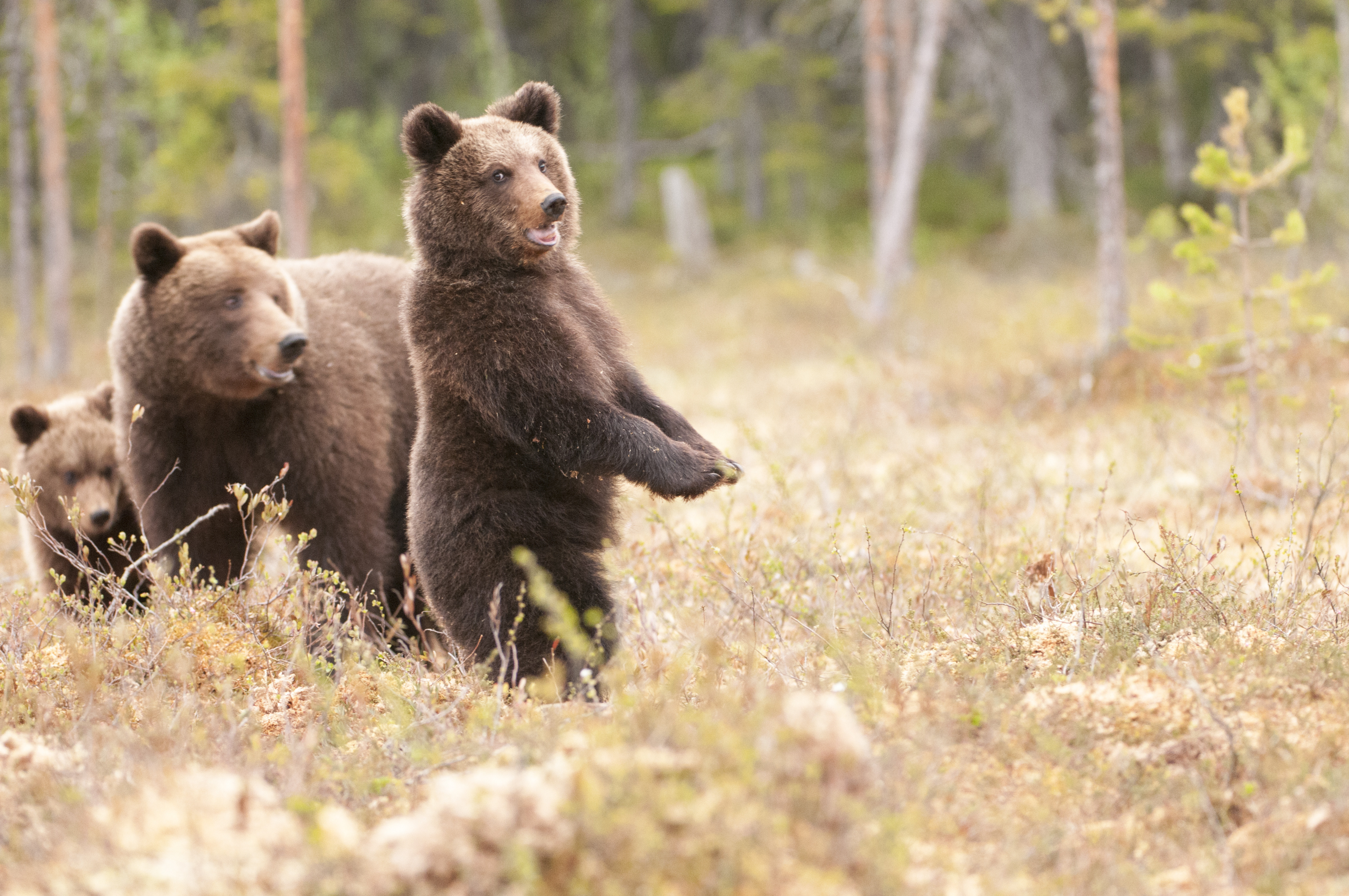 ankomst omdømme ankomme How to Measure a Bear's Weight From Its Foot Size