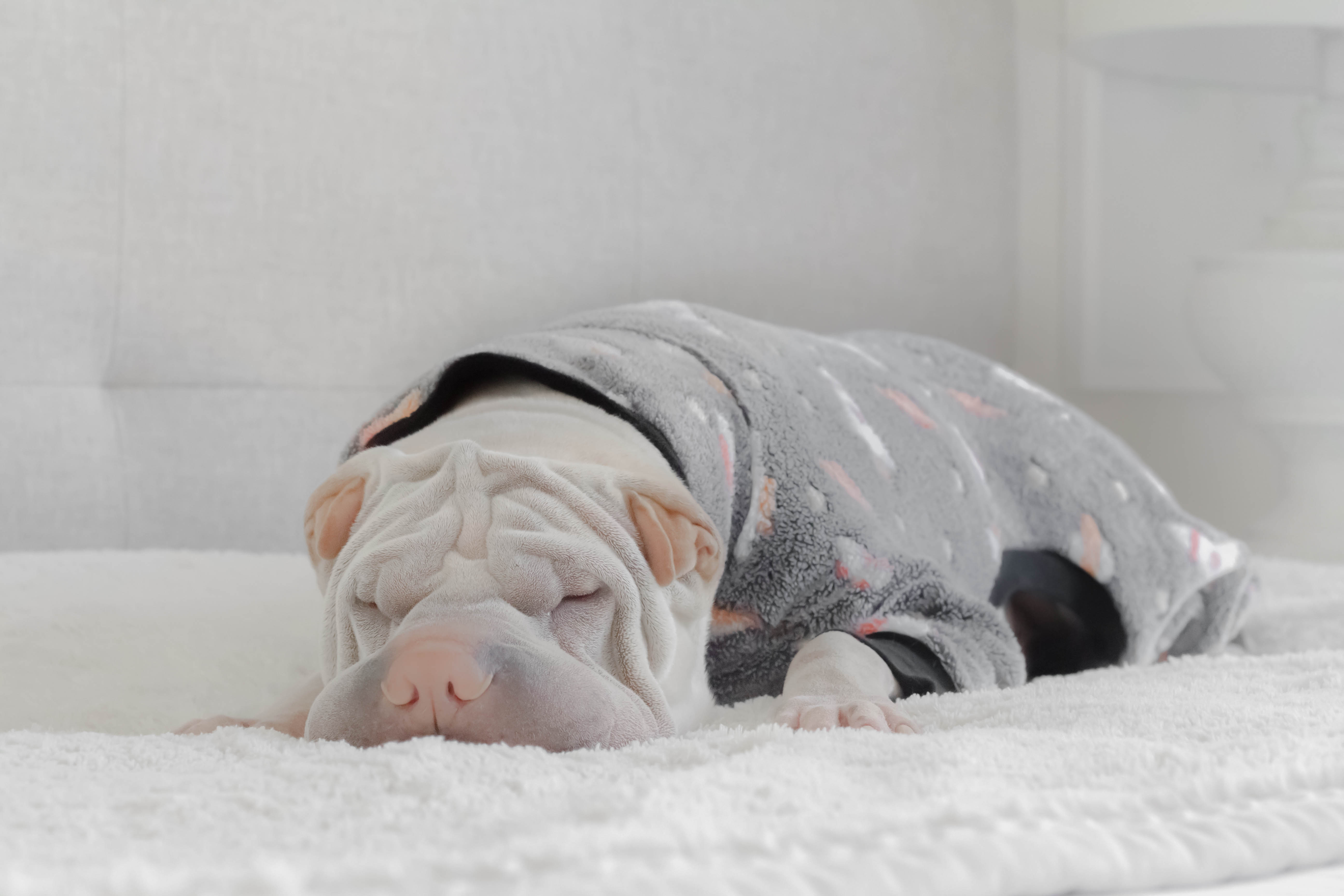 dog onesies for babies