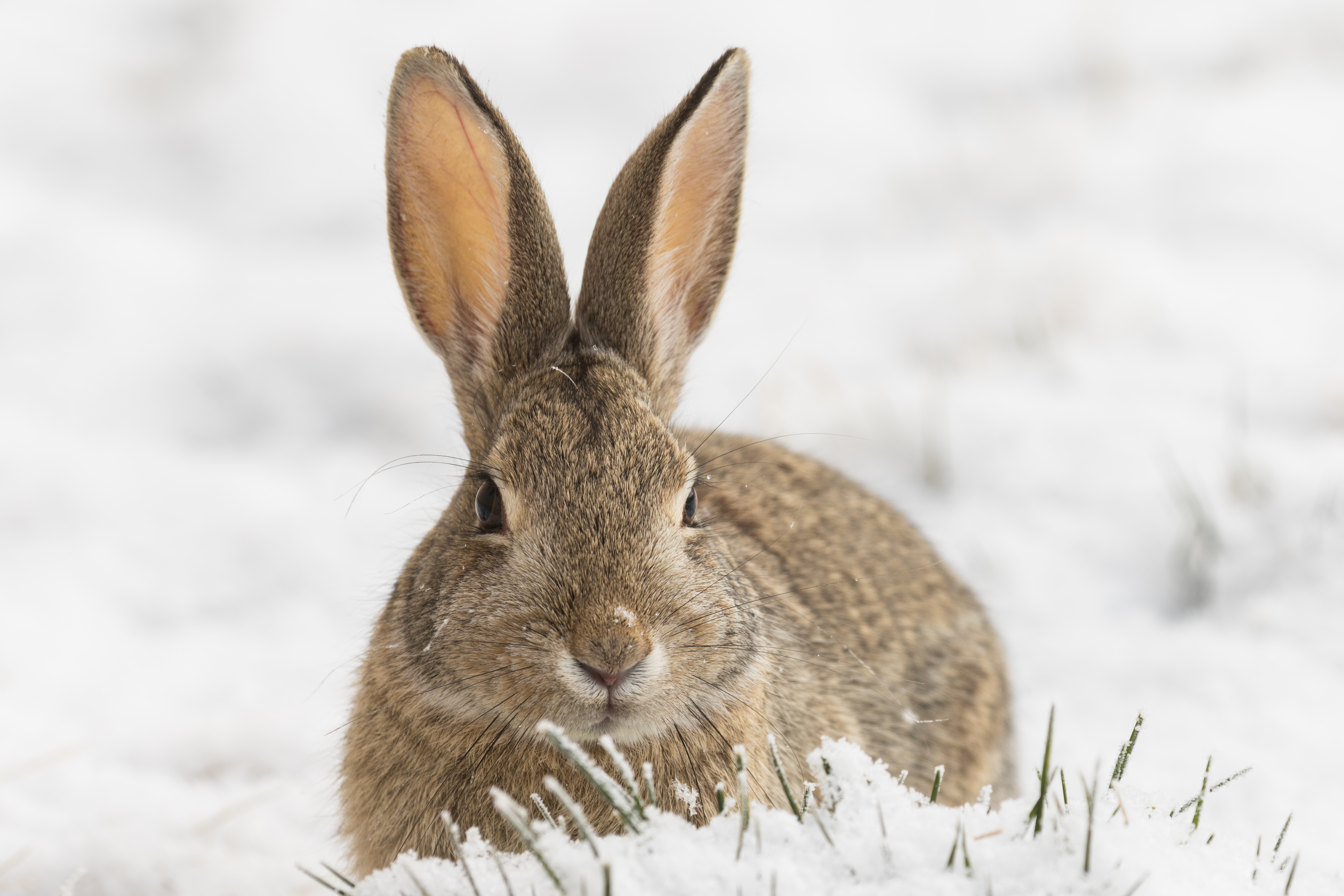 How to Feed Wild Rabbits in the Winter Pets on Mom