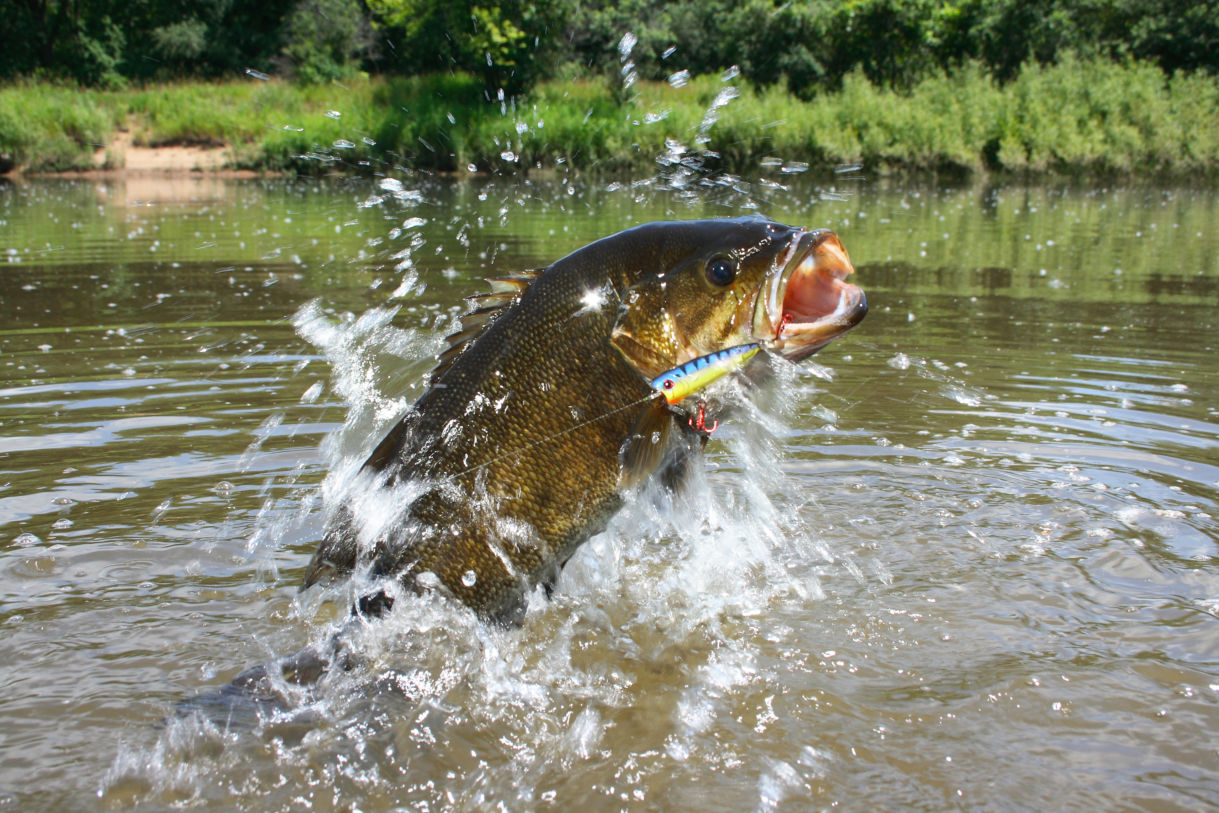 Time to get a buzz on: Buzzbait bass fishing in Alabama 