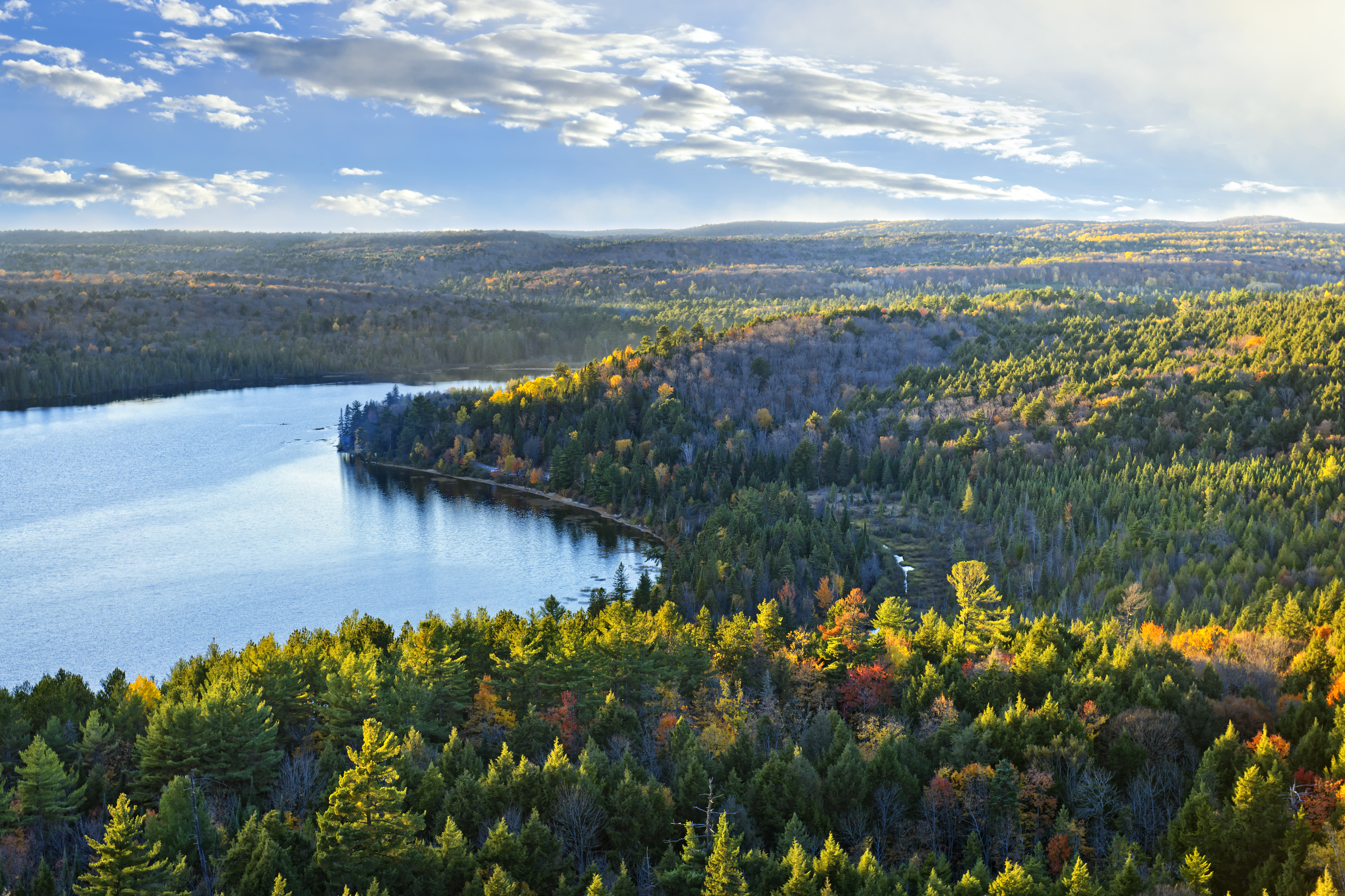 The boreal forest