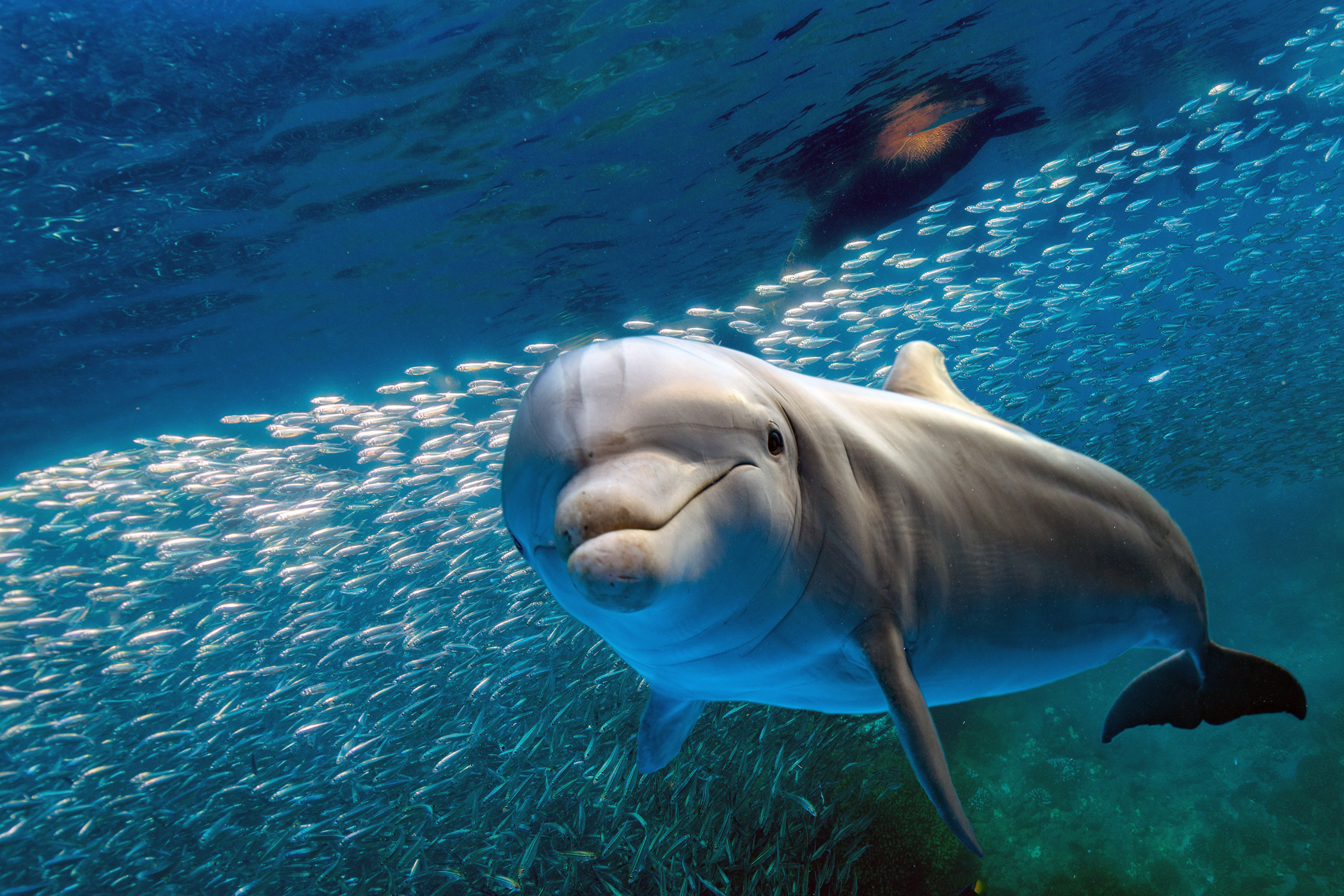 How Do Dolphins Use Echolocation?