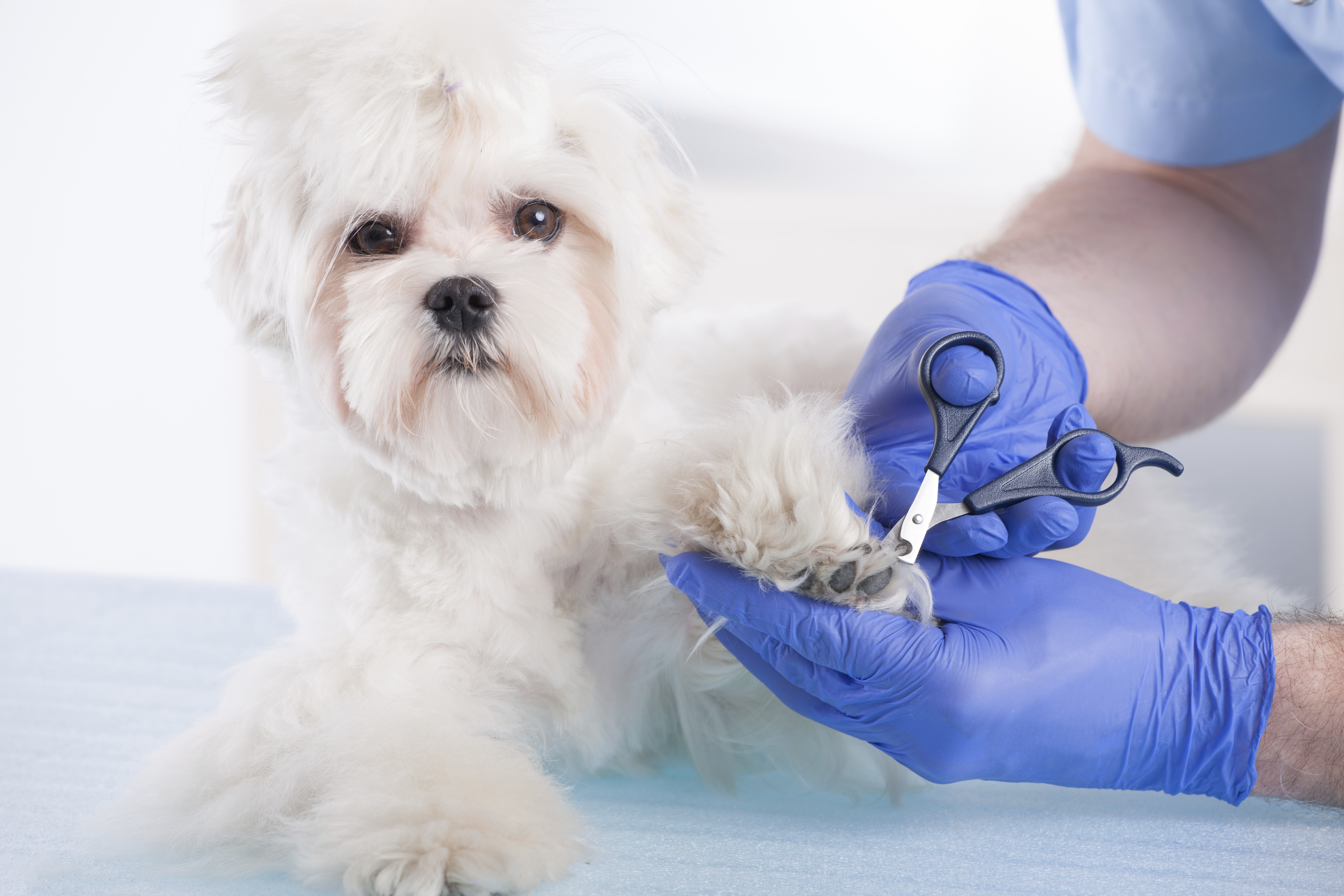 can you cut human hair with dog clippers