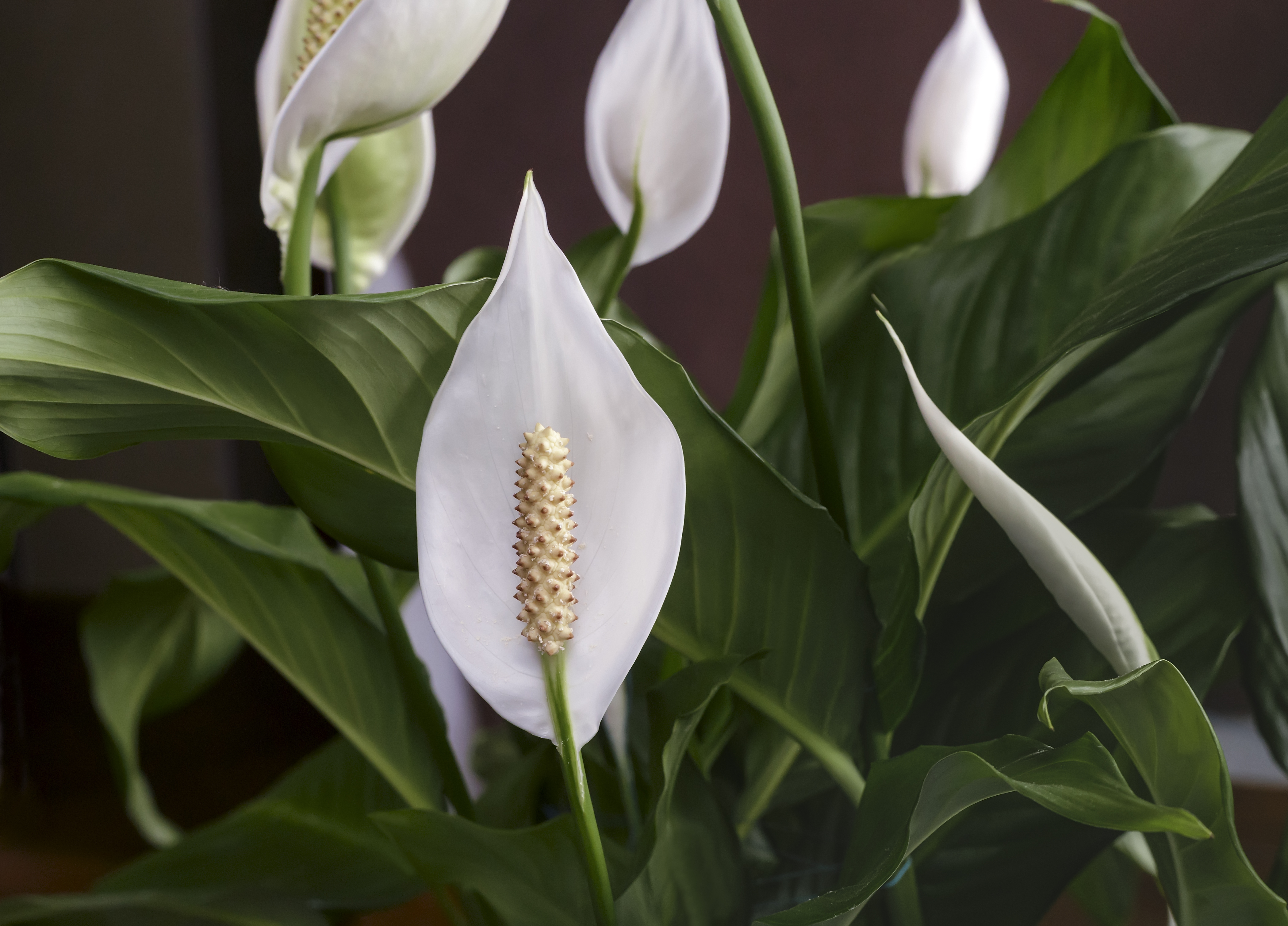 What Causes Peace Lily Flowers To Turn Green