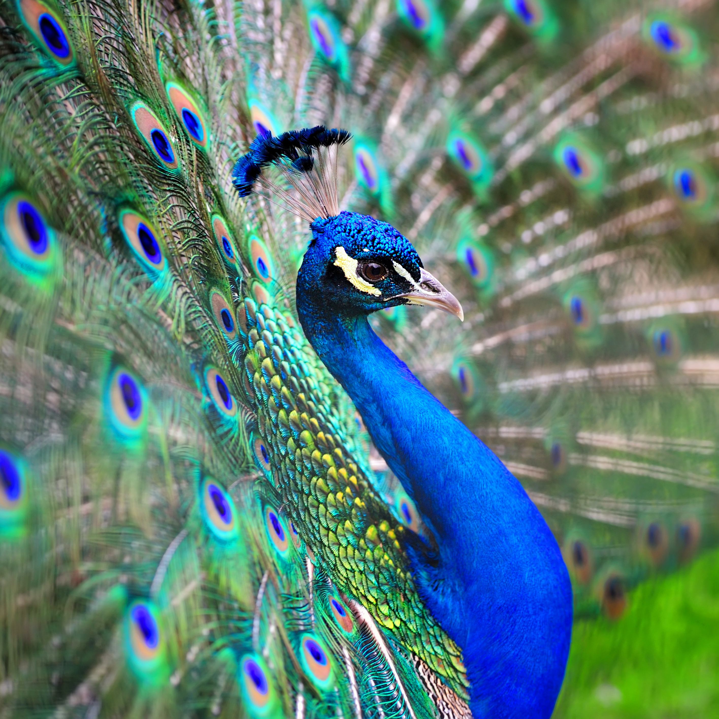 The How and Why of Colorful Feathers