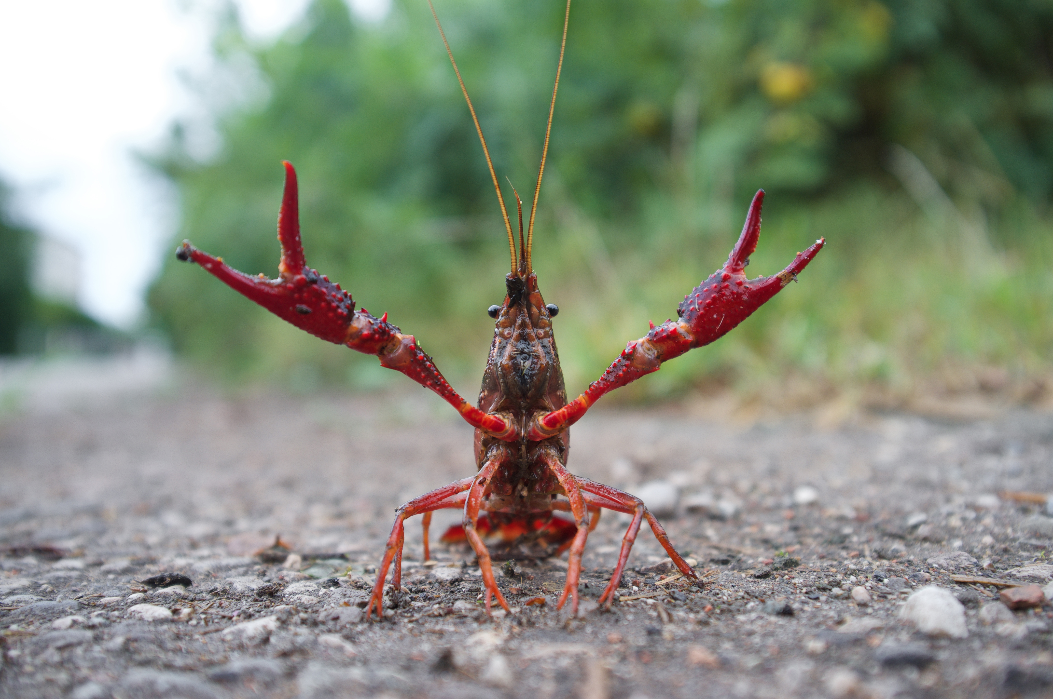 🦞🦞🦞 One of the drawbacks to our amphibious crawfish boats is that we  sometimes crush the crawfish traps We've got a little