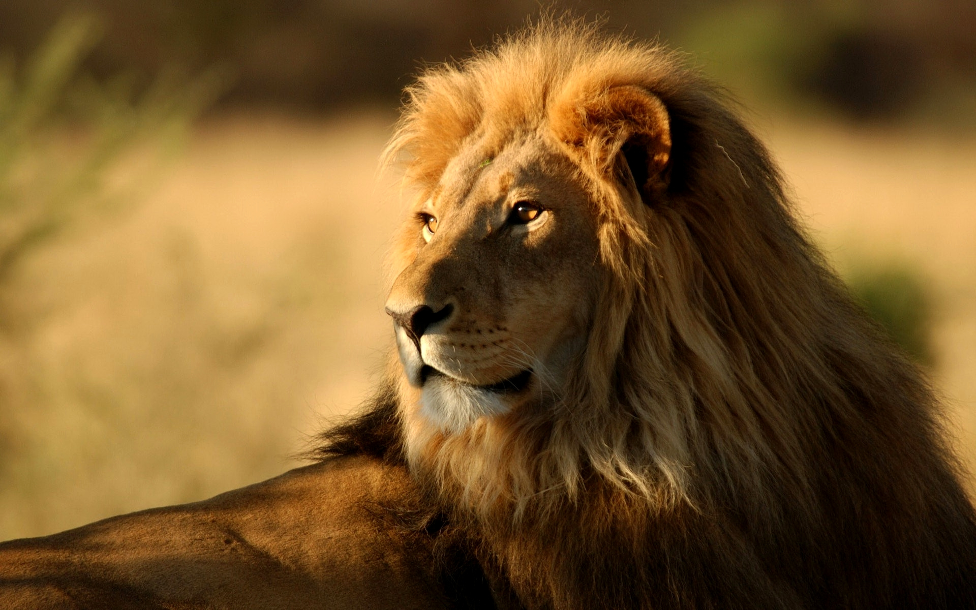 Lion Habitat and Adaptation: Where Do Lions Live in the World?