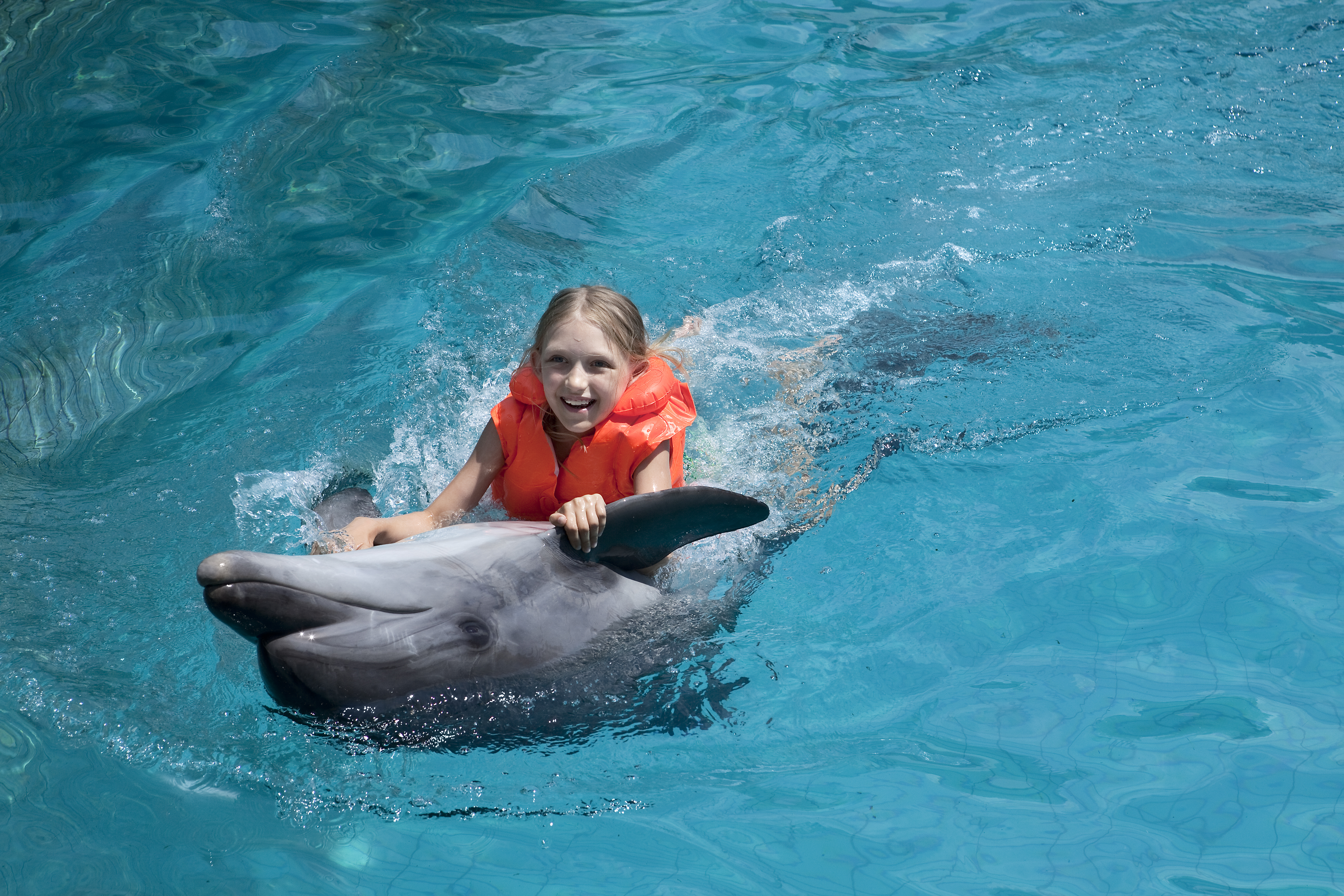 Swim With Dolphins