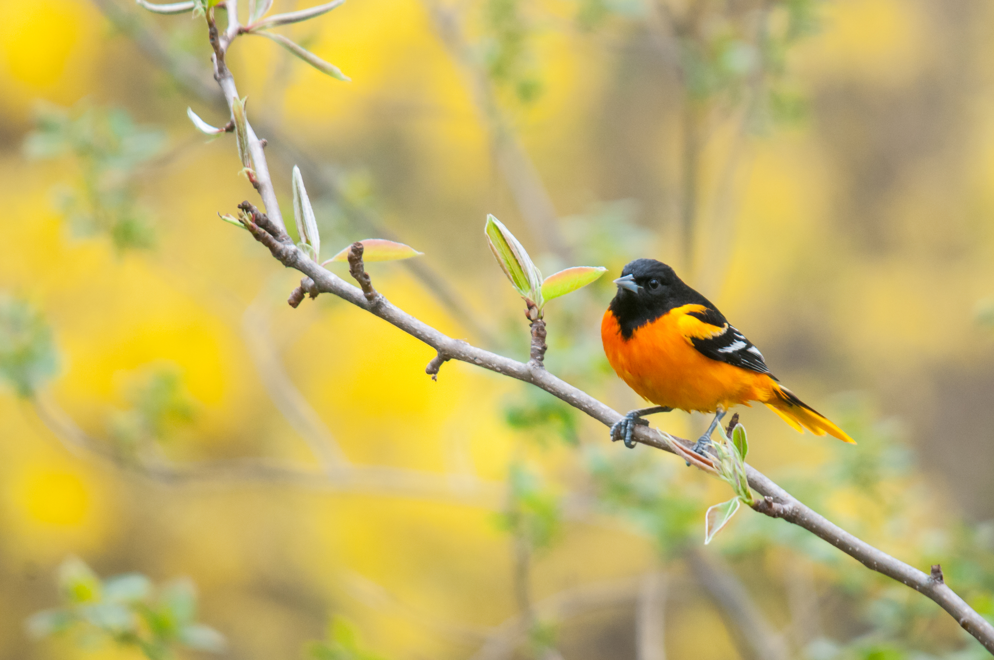 Attracting Baltimore orioles: Put a piece of orange and some jelly