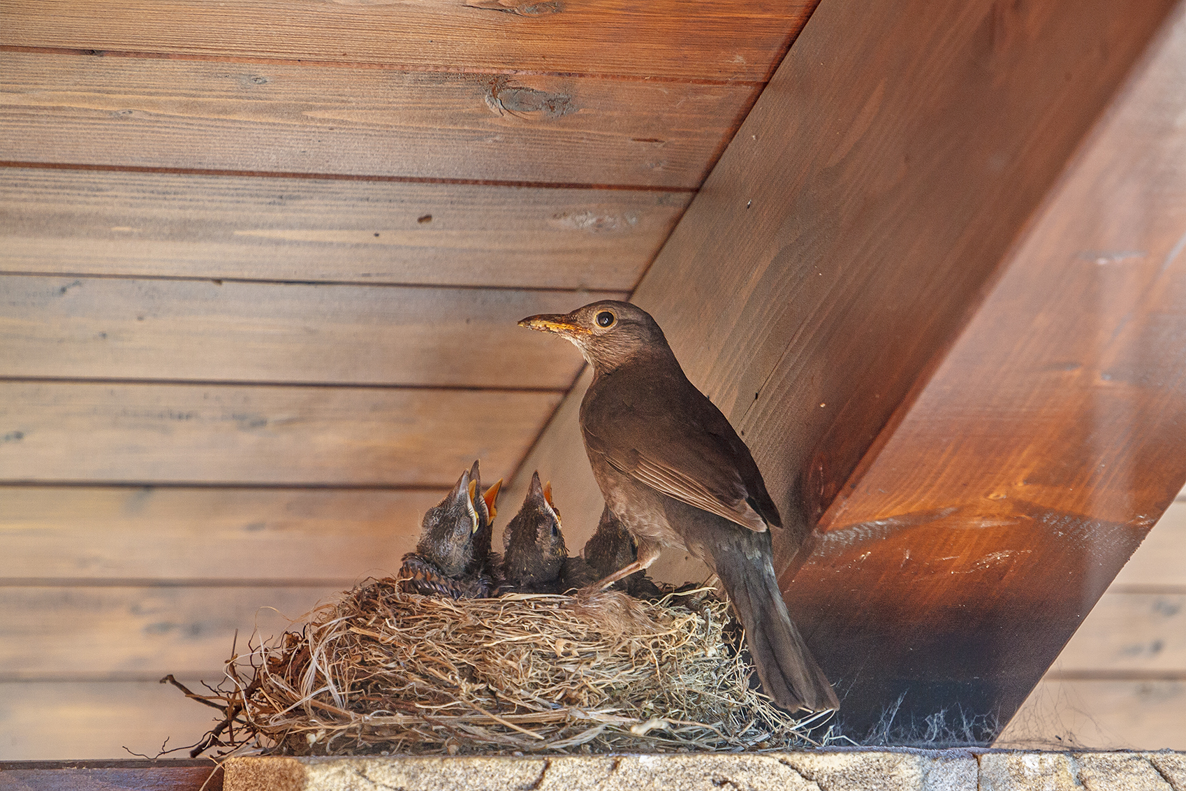 К чему залетает птичка в дом. Деревенские ласточки залетели в дом. How to prevent Birds in my Toof.