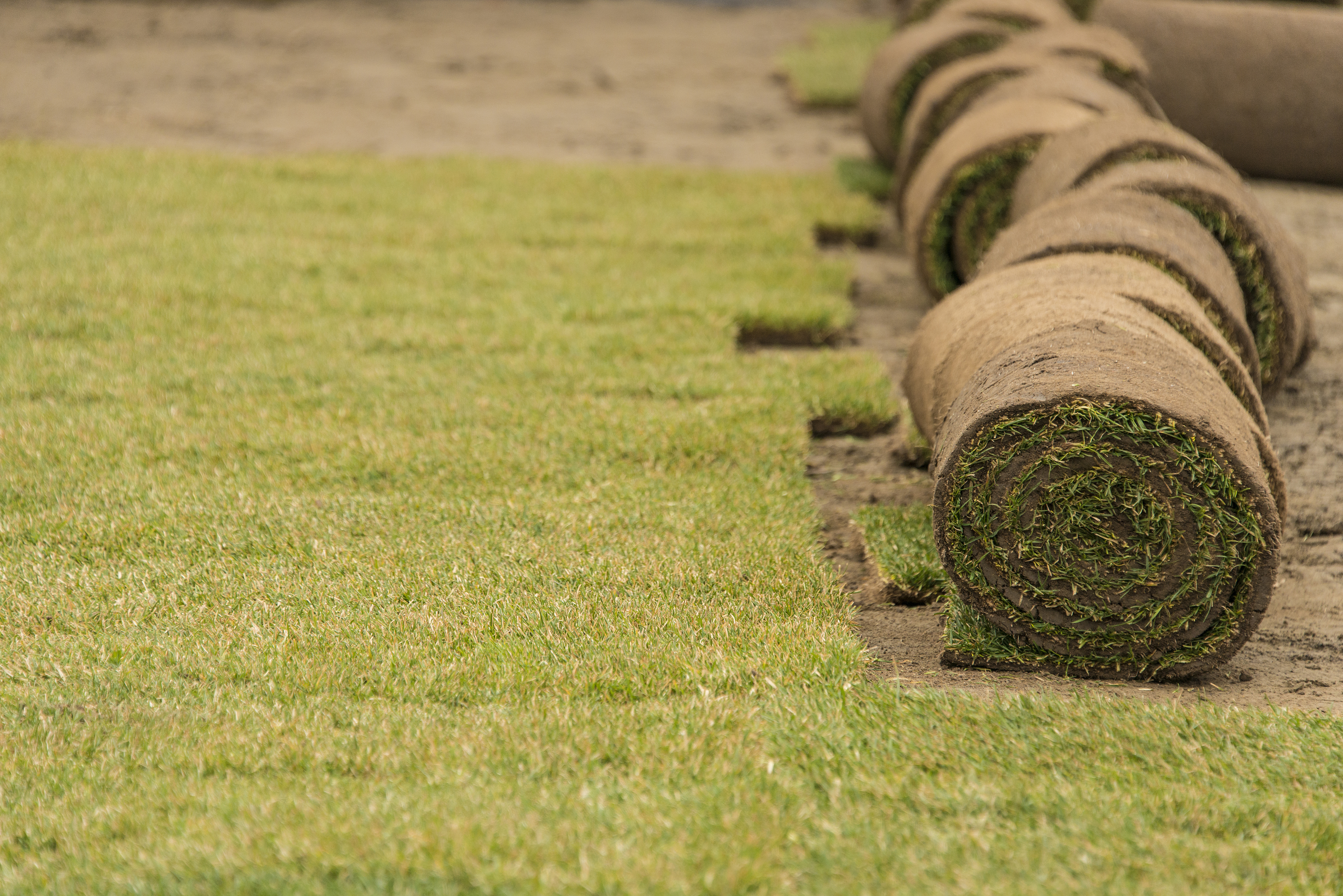 How To Install St Augustine Grass