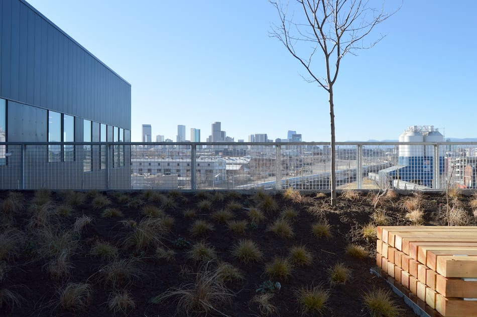 Green roofs