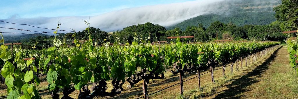 Rancho Chimiles Vineyard