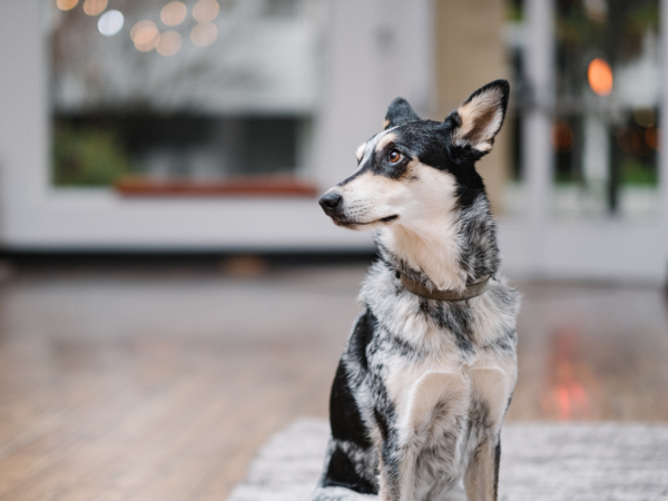 Our studio dog, Talia, reminds us to step away from the screen every once in a while.