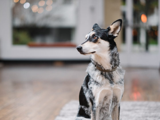 Our studio dog, Talia, reminds us to step away from the screen every once in a while.