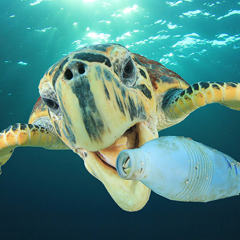 Turtle Bottle 1 1