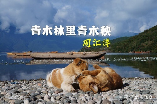Qing Mu Lin Qing Mu Yang 青木林青木秧 Green Wood Seedling Lyrics 歌詞 With Pinyin
