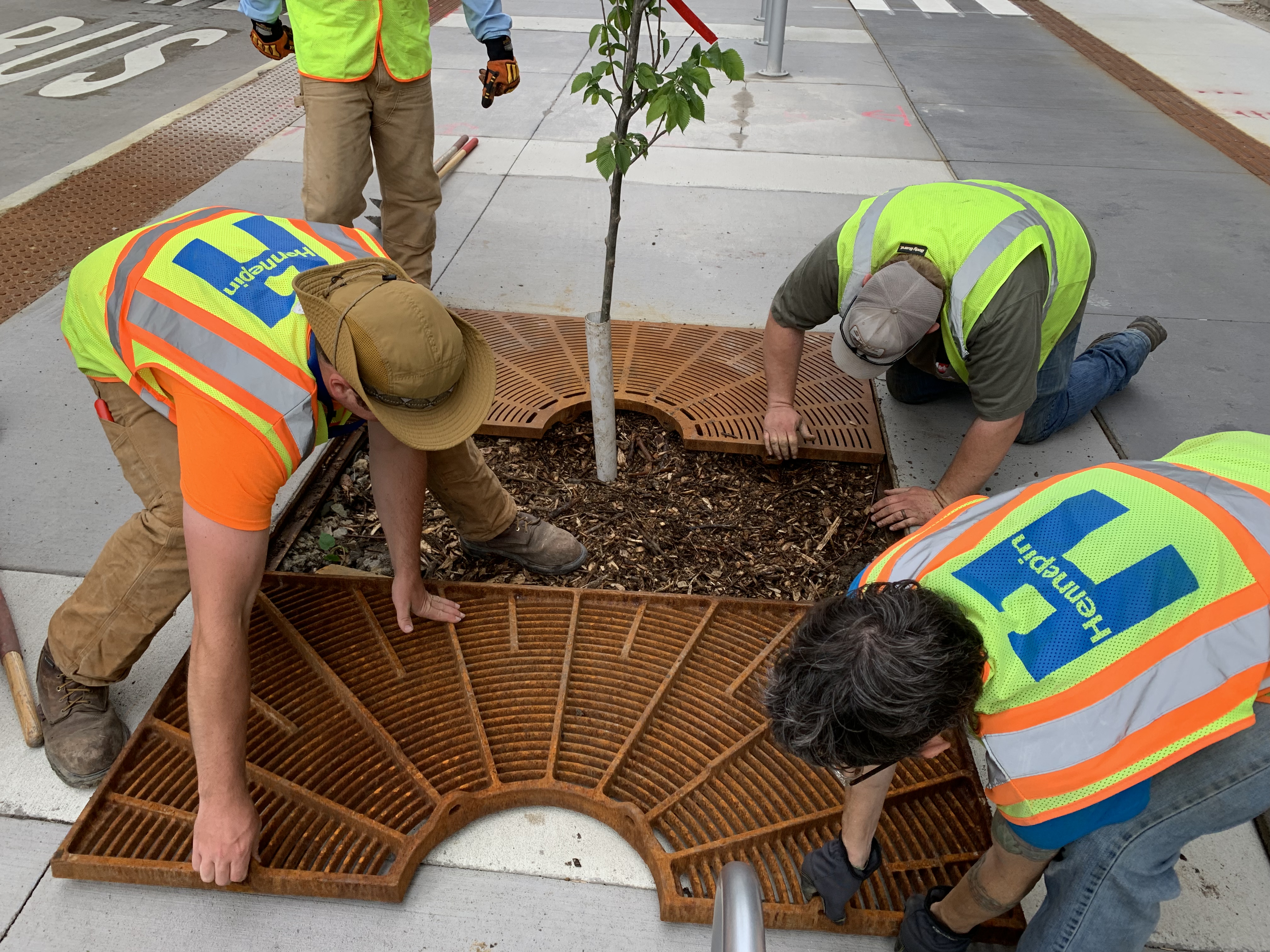 Four people working together to put a protective grate around a newly planted sidewalk tree