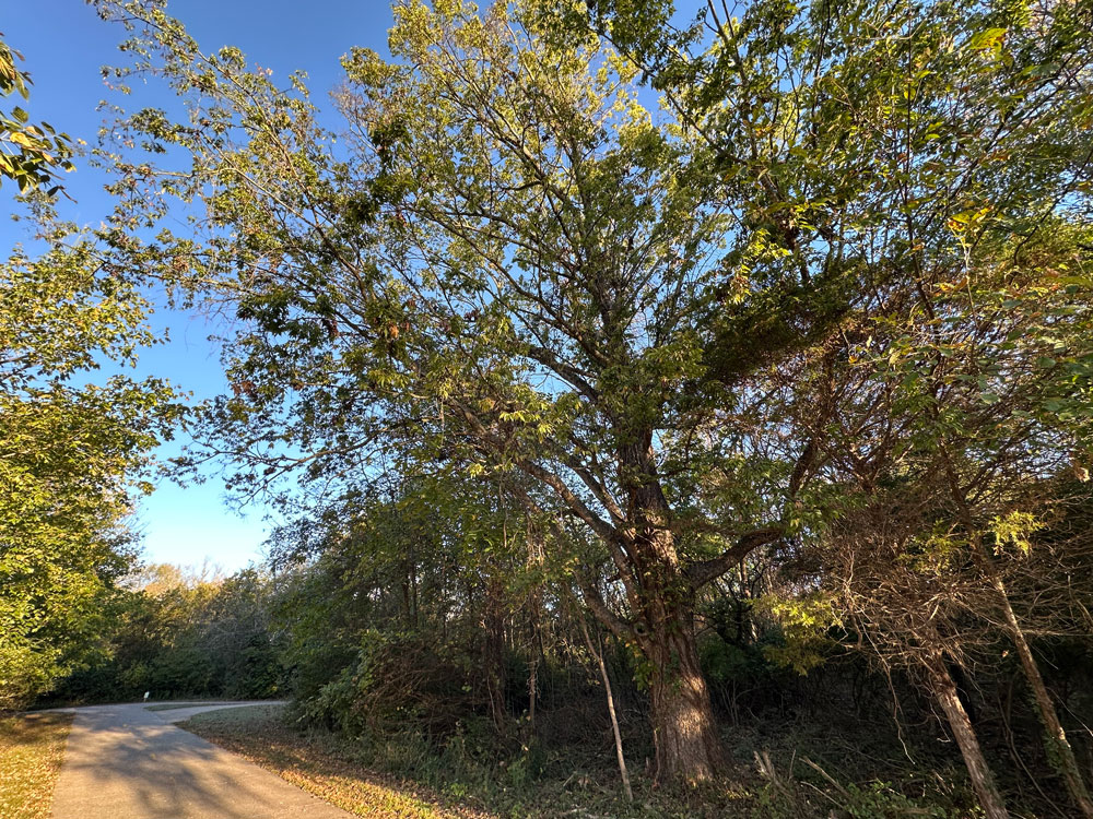 Wide view of green Sugarberry tree with dense foliage on small branches, located adjacent to a paved walking trail