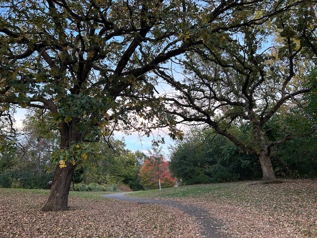 A trail passes up the hill between trees on the east side of the park