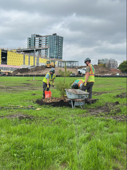 Image shows three workers in a large wide open green space planting a tree. Dark brown dirt and woodchips surround the tree.