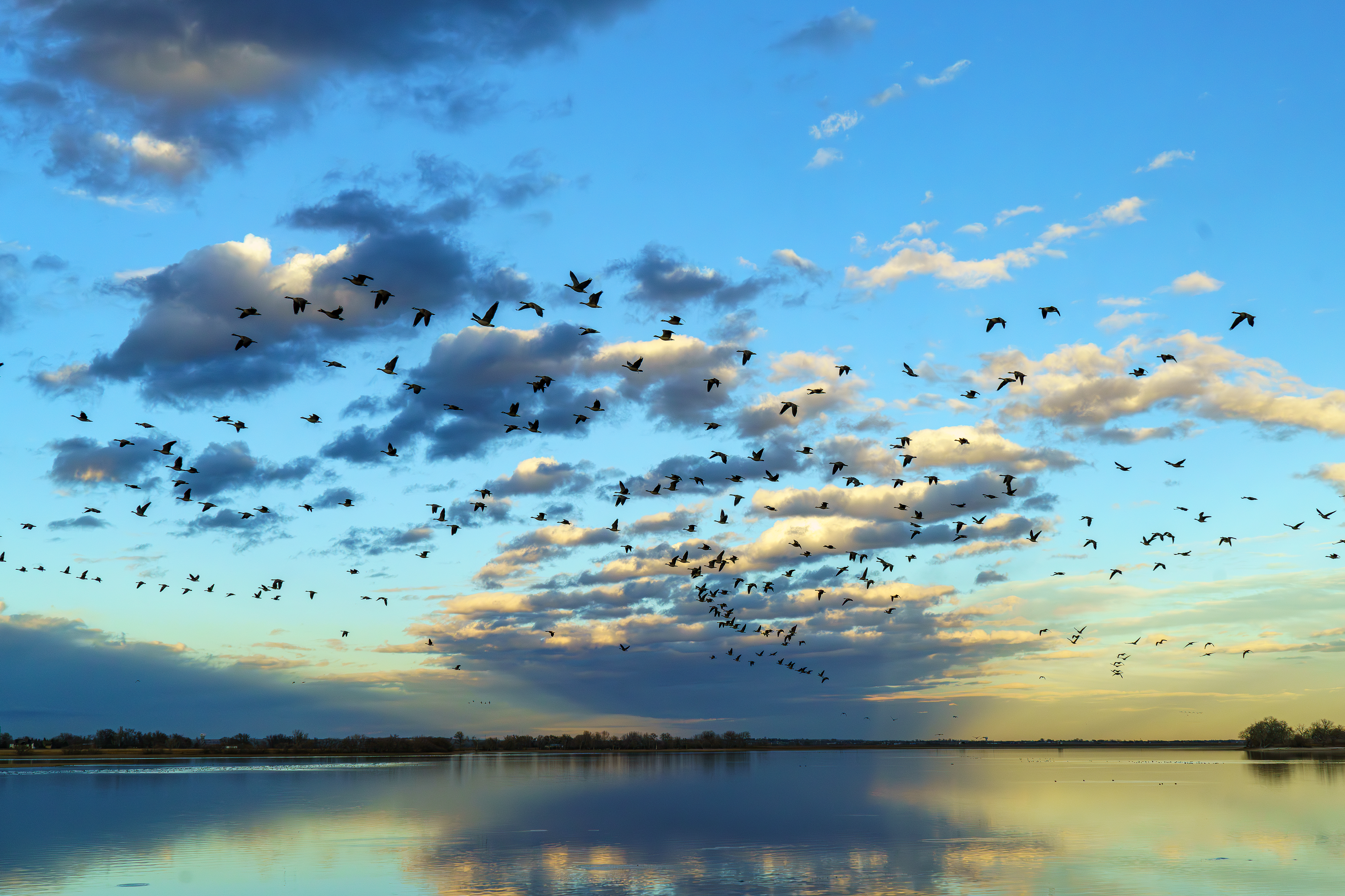 Flock of geese flying over Fossil Creek Reservoir
