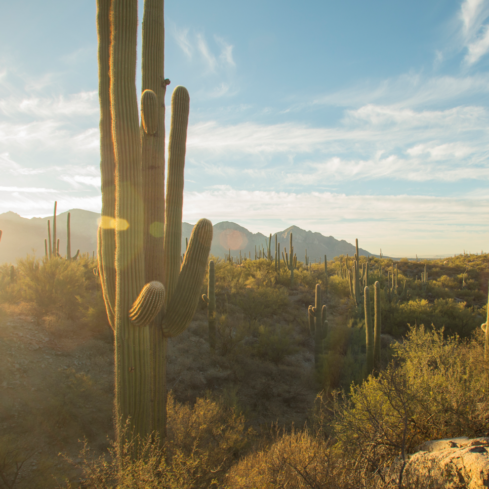 Desert landscape