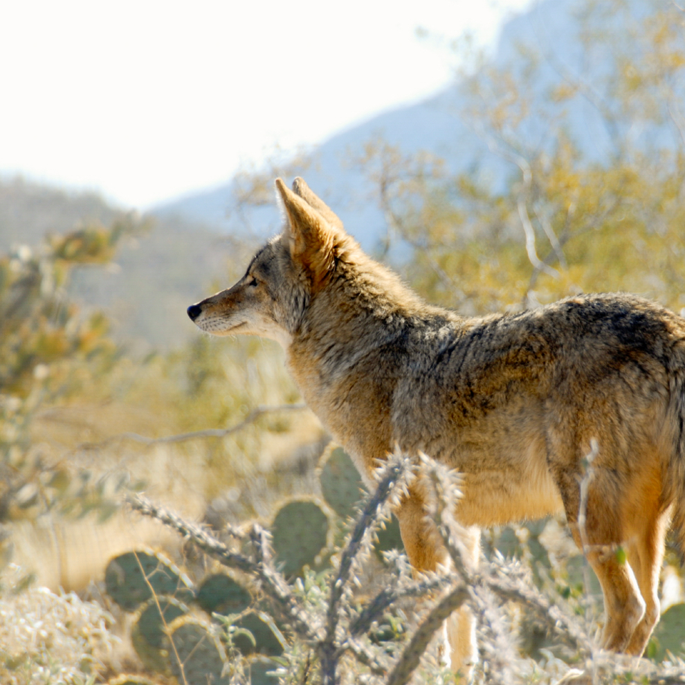 Coyote