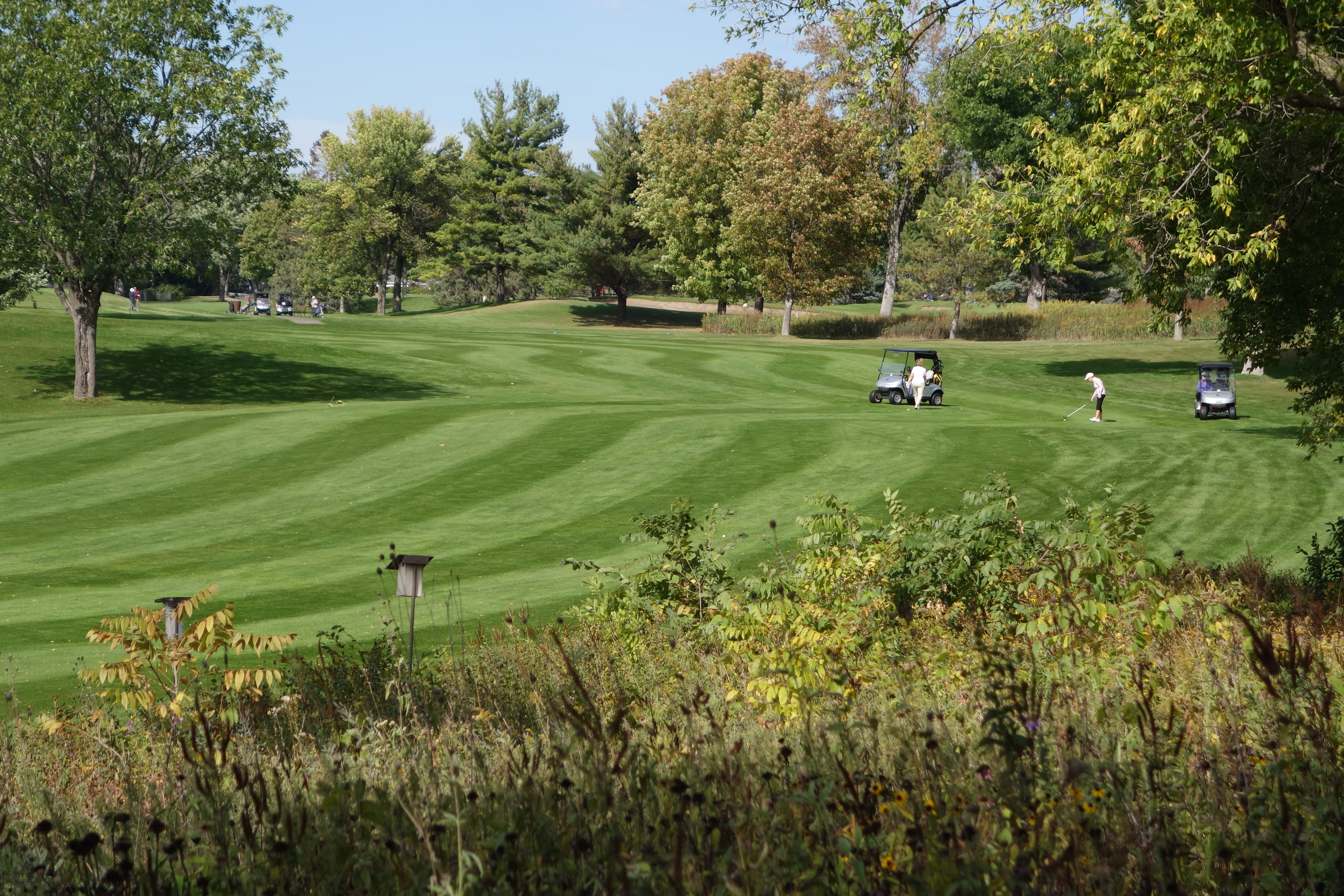 Golf course fareway.